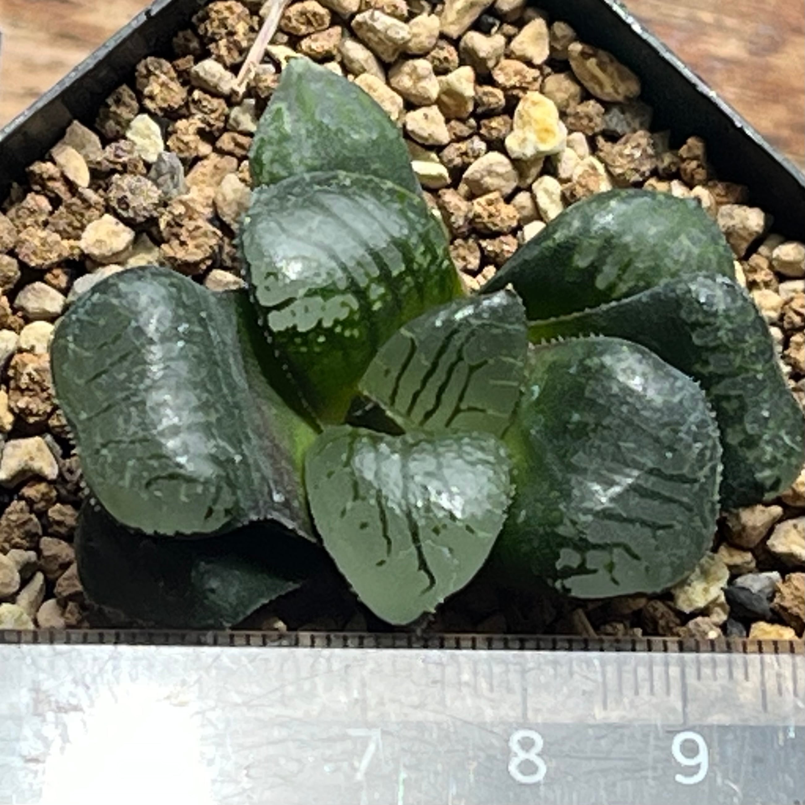 ハオルチア 水魔神 | mocono_plants