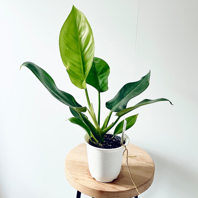 新芽が綺麗 フィロデンドロン インペリアルグリーン Sサイズ 観葉植物 calm cafe p