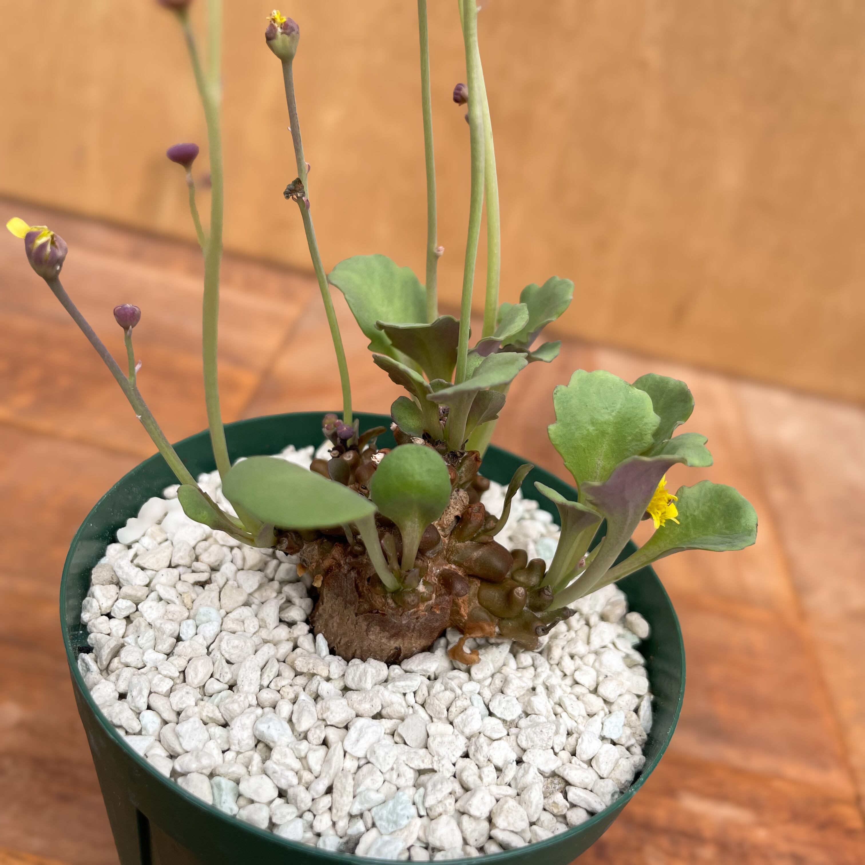 Othonna armiana【オトンナ・アルミアナ・実生】 | RIMO'S GREEN