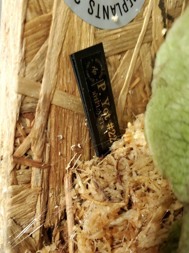 P.Hillii Spore #22 〈Yot #22〉【artPLANTs】ビカクシダ/Platycerium