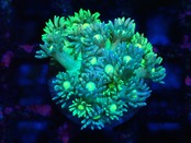Goniopora FromMakassar Yellow×Blue 2