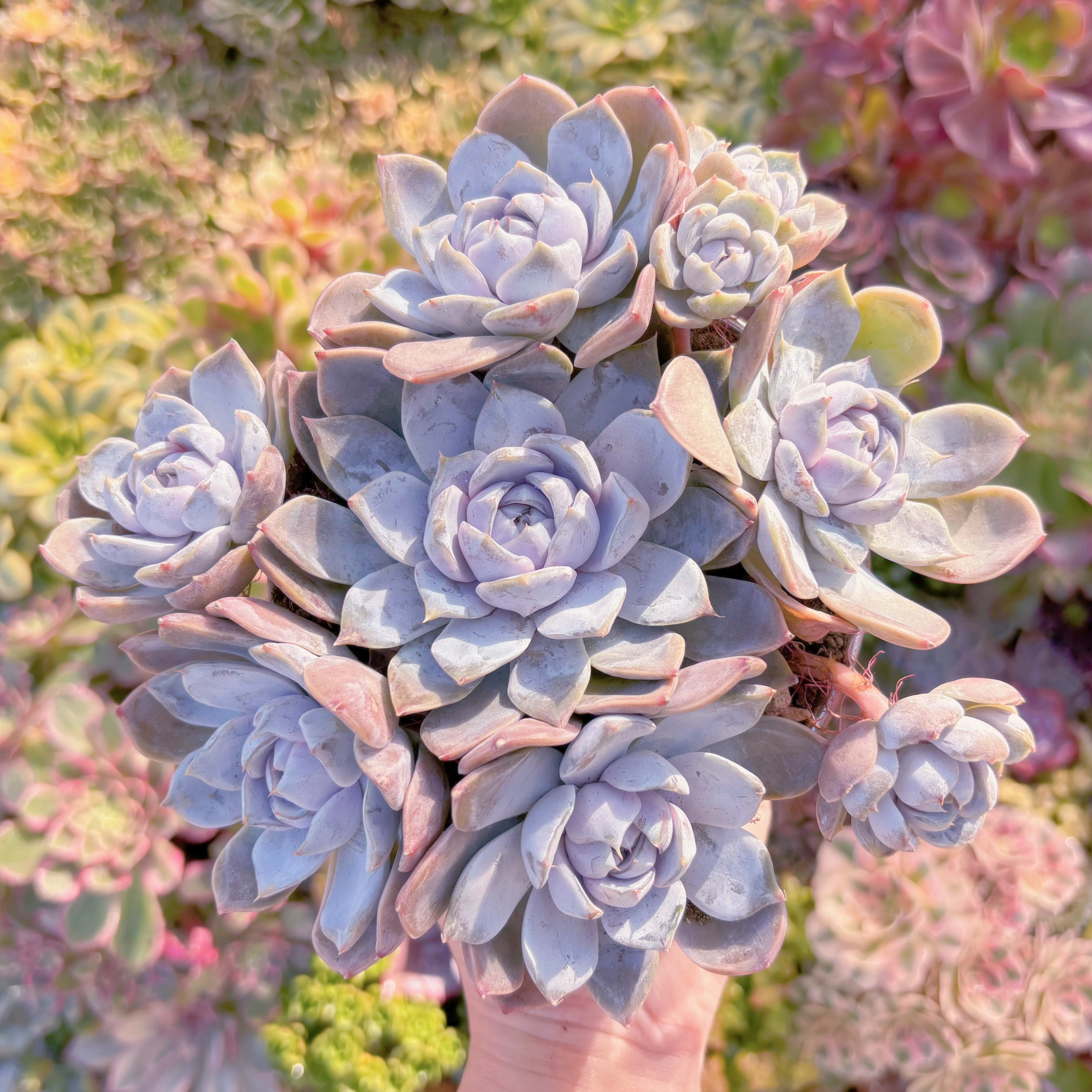 現品　雪兎#888　大群生　直径約19cm  新入荷　るる農園