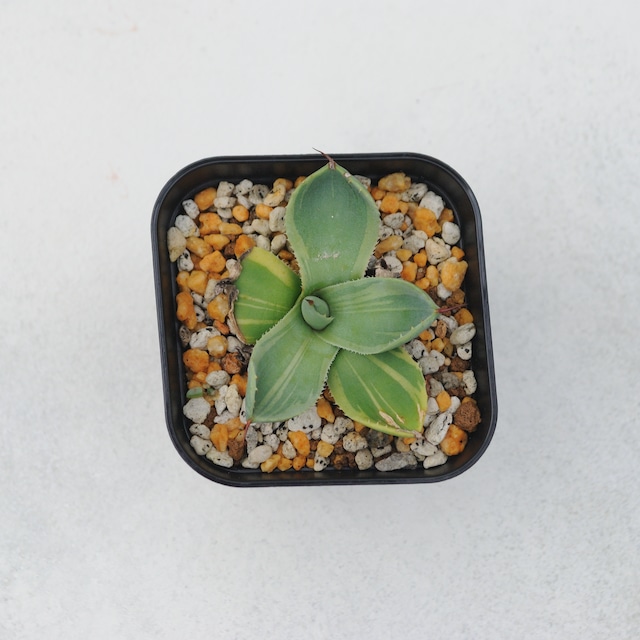 アガベ パリー トランカータ ライムストリーク No.1