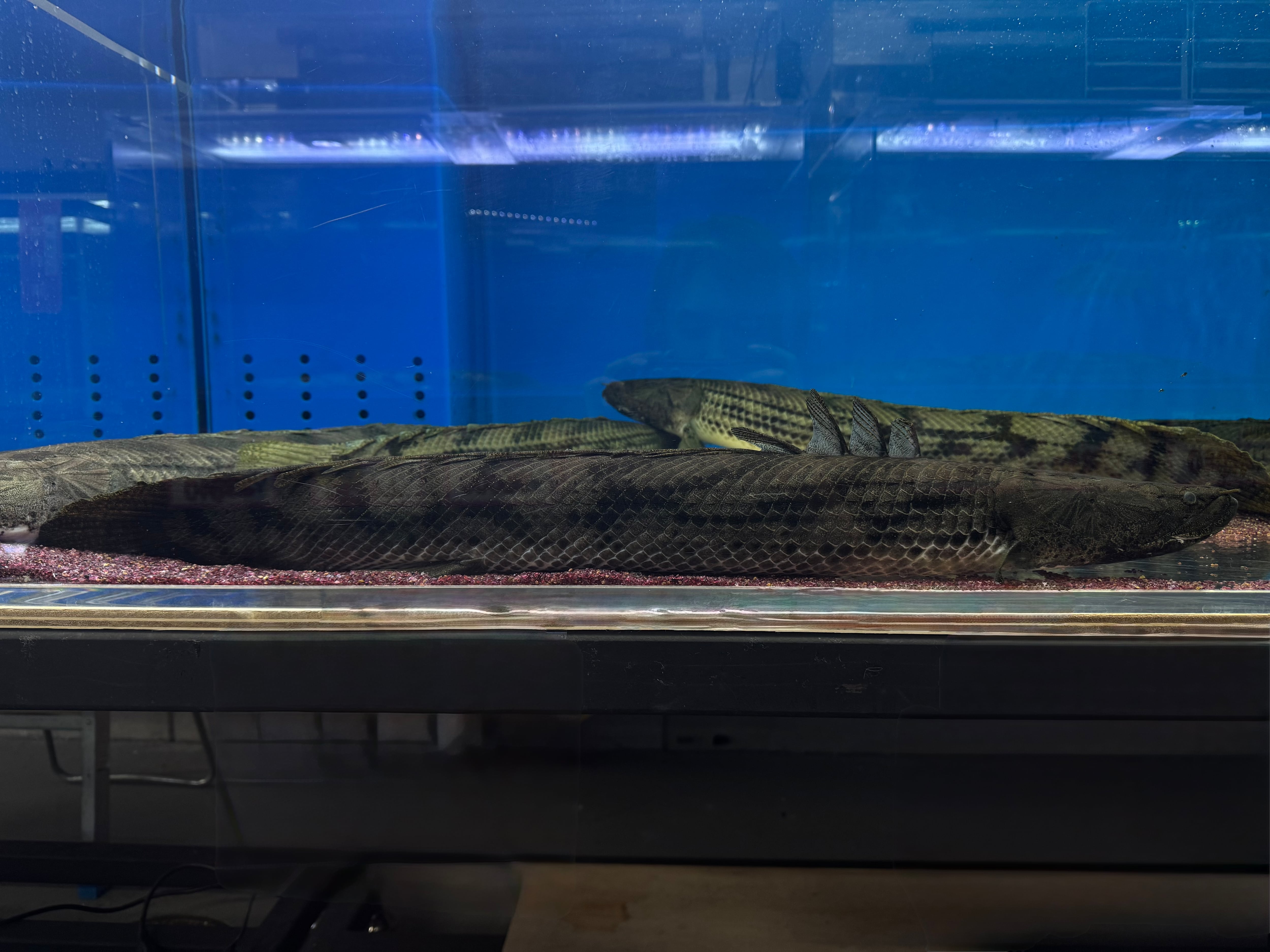直輸入】【難有り特価】Po.コンギクス タンガニーカ湖 75cm | AQUASTYLEG