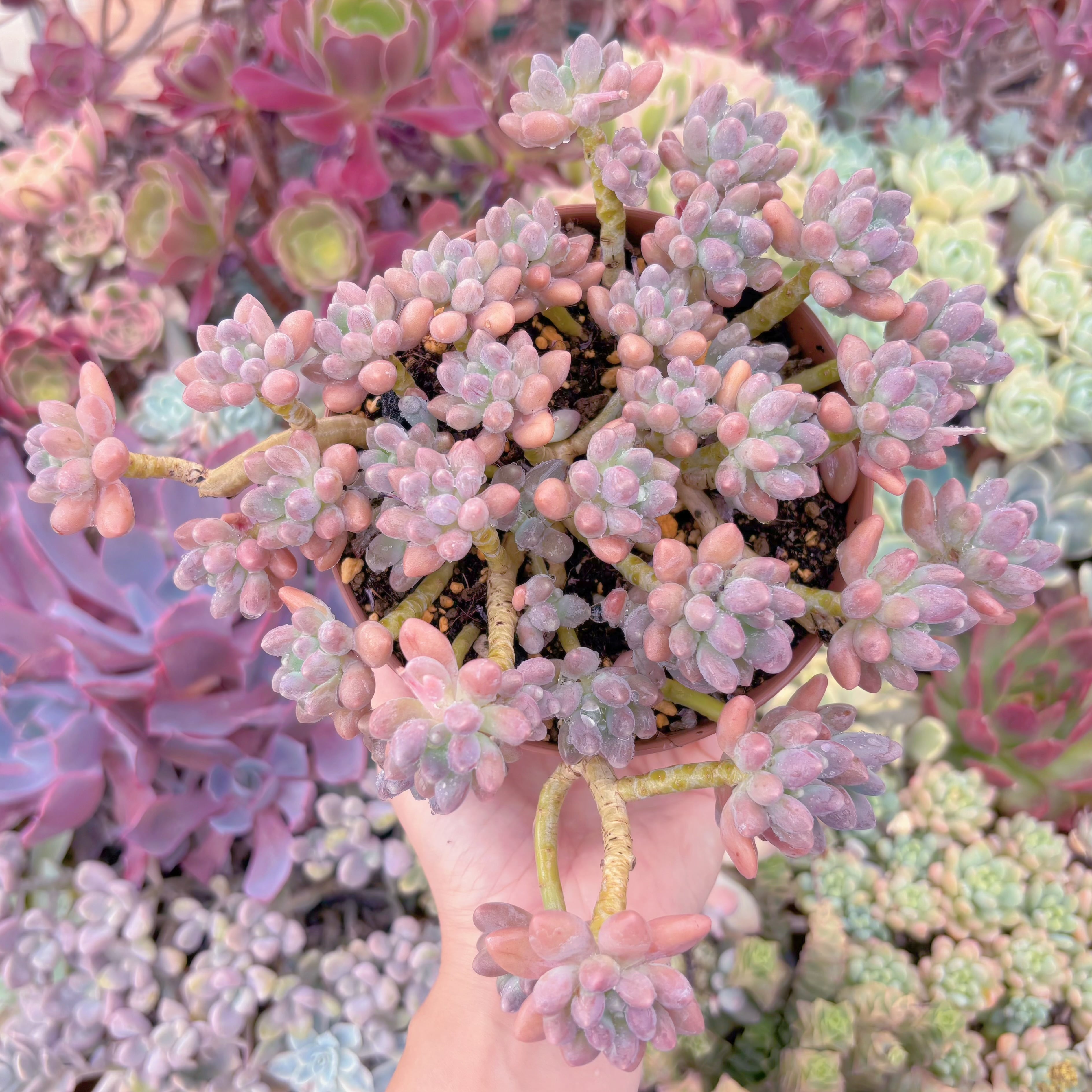 現品　エクスパトリマータxクレムネリア#A83　特大群生　るる農園