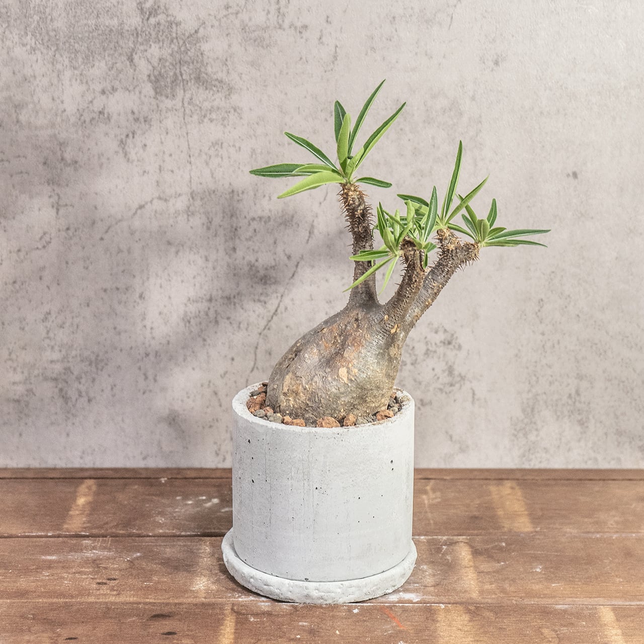 パキポディウム・グラキリス|ゴツゴツ質感が魅力の荒肌株【モルタル鉢仕立て】