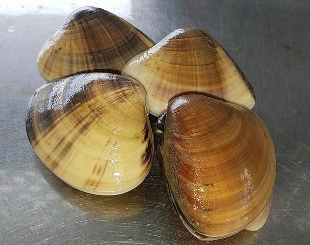 神奈川県産 手掘りハマグリ 砂抜き Maguromanma 神奈川県産 手掘りハマグリ 砂抜き Maguromanma