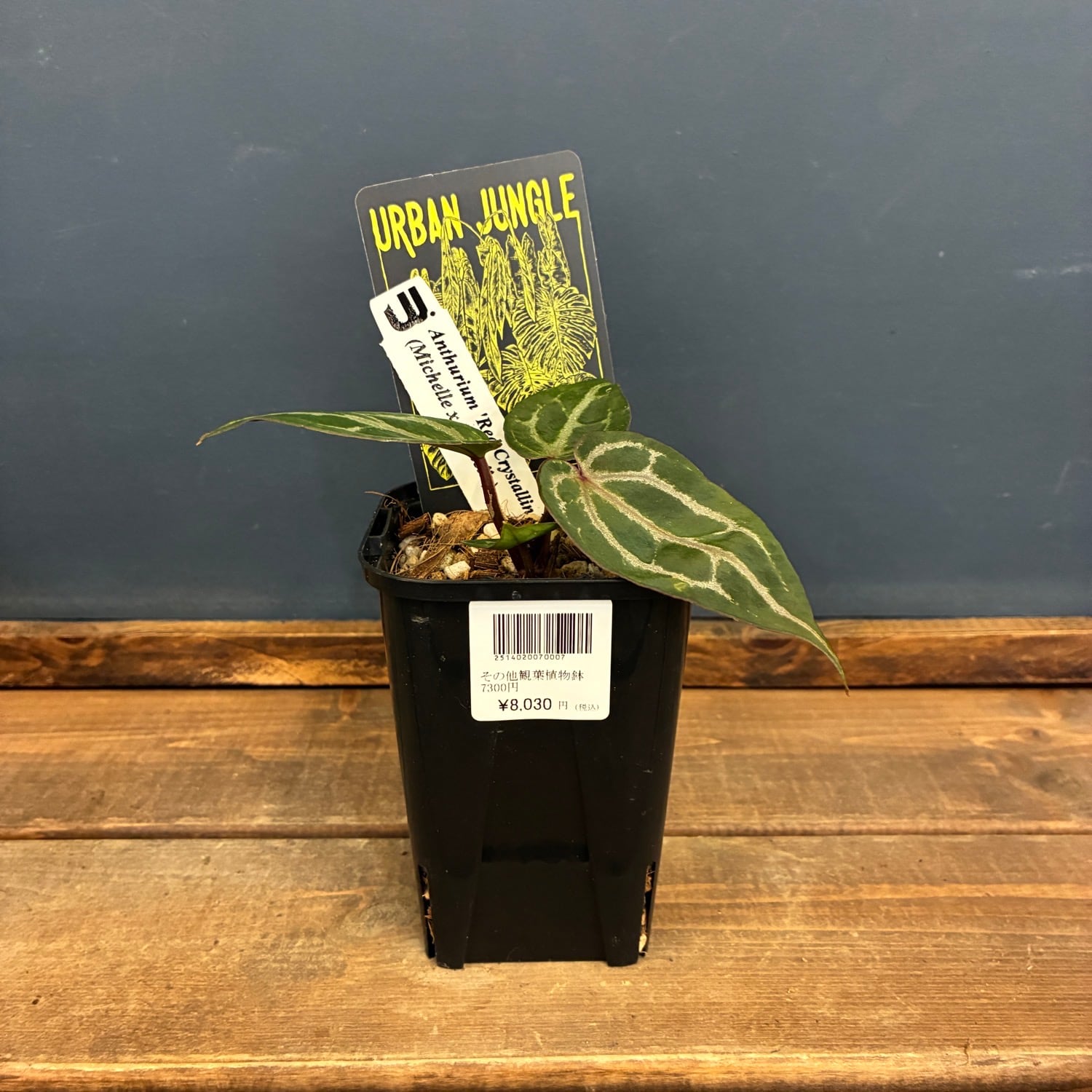 新着3日限定10%OFF】チランジア キセログラフィカ【223】 | PROTOLEAF