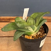 【クリアランス】ガステリア　荒磯臥牛【618】【再撮影】【▼】