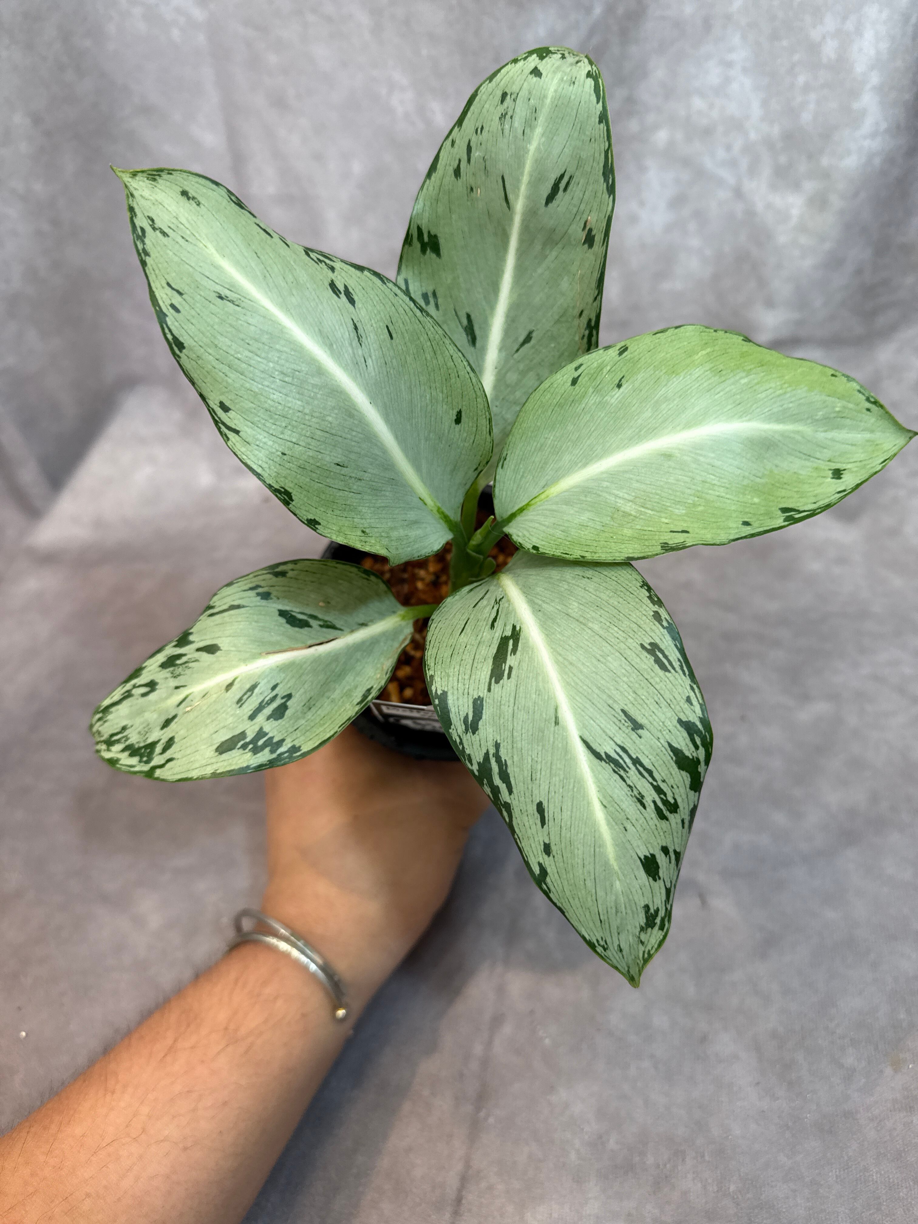 Dieffenbachia SP. fromタイナーサリー | Gardenえん 【観葉熱帯植物】