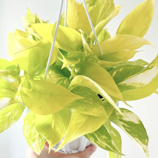 【新品種】希少ポトス テルノカグヤ 観葉植物 吊り下げ calm cafe