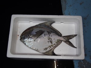 【夏限定　高級魚　マナガツオ】（2kg前後）1～２匹