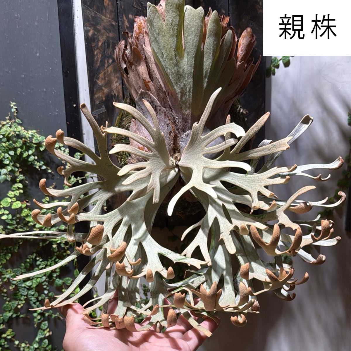 ビカクシダ | はっぱさん【HAPPA SAN PLANT STUDIO】