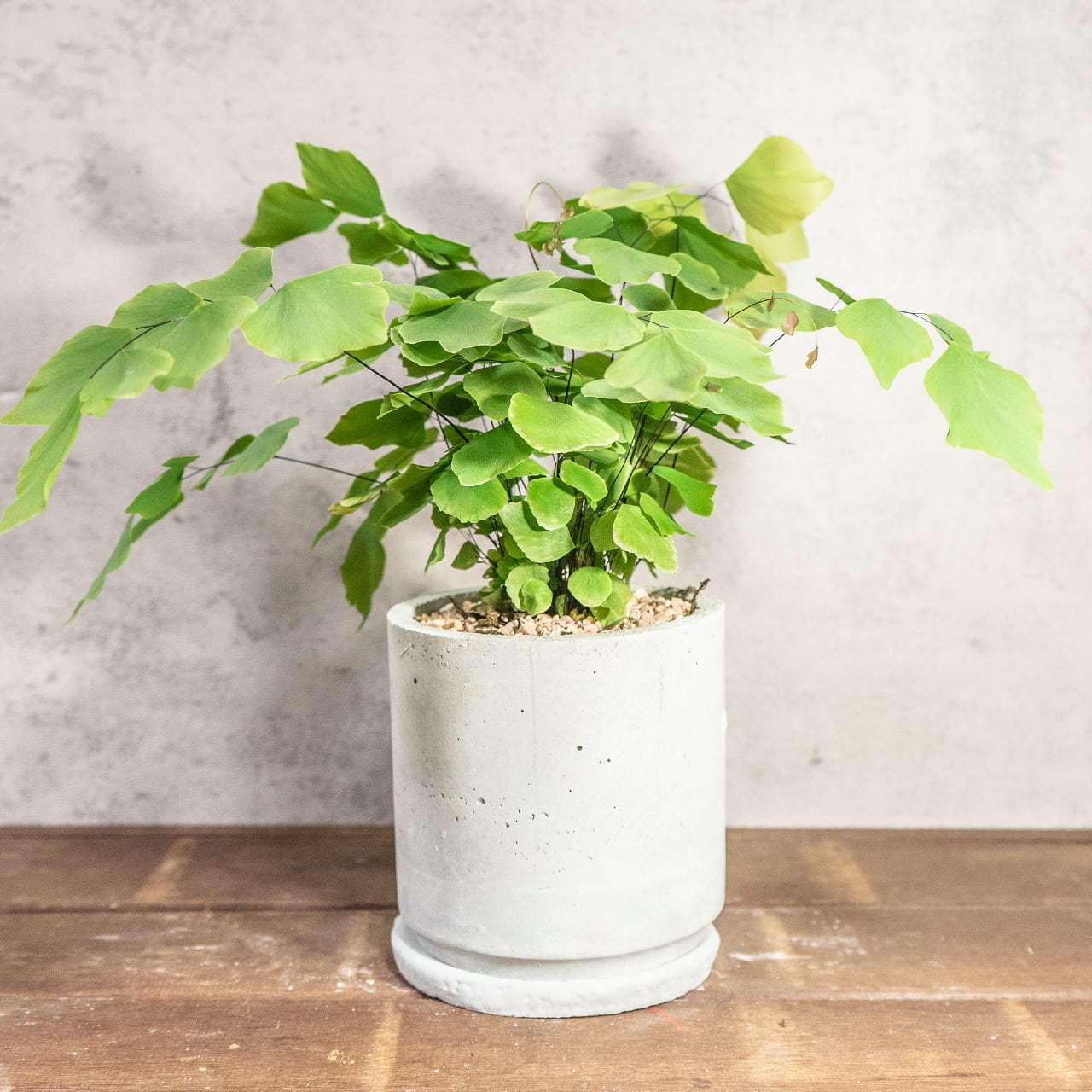 【繊細な葉が魅力】大葉アジアンタムを手づくりモルタル鉢で。グリーンインテリアに。／虫発生抑制／全国一律送料850円