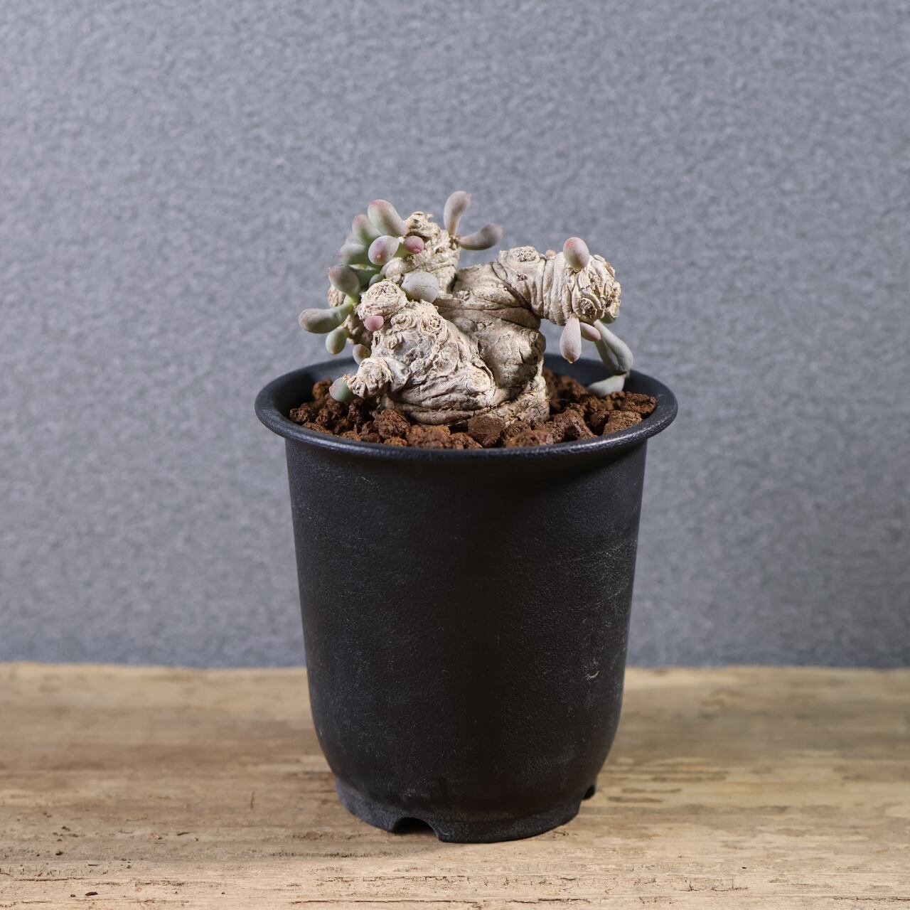 579『オトンナ クラビフォリア』 観葉植物【送料無料】 | MARX PLANTS