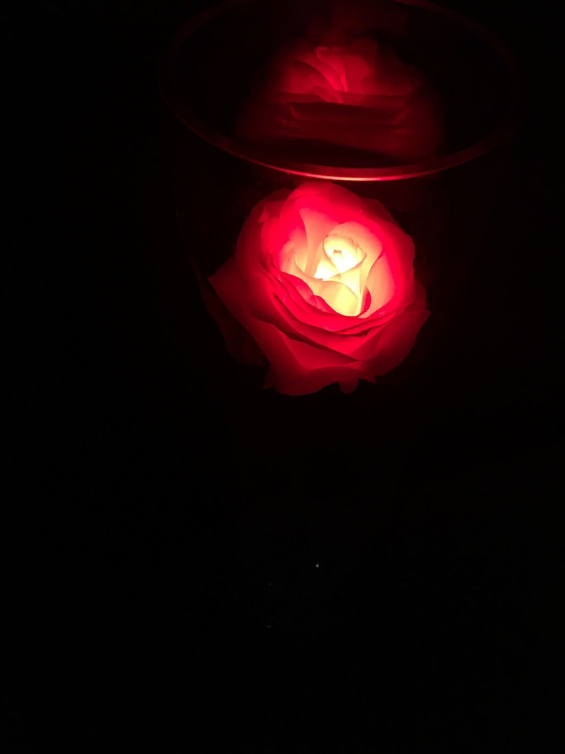 GRACE ROSE　マジックローズ【グラスセットレンタル】水で光るバラの花