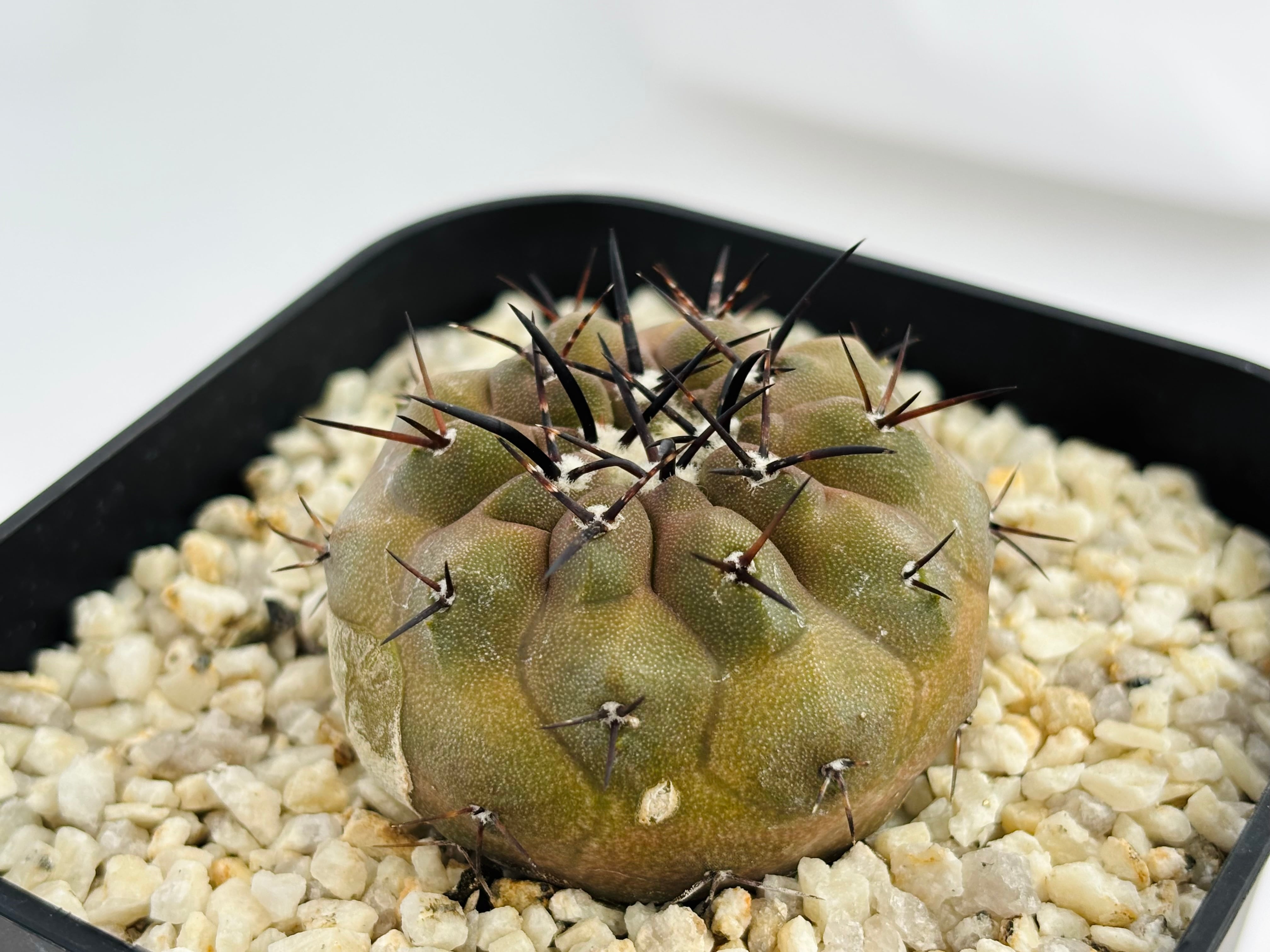 Copiapoa cinerea コピアポア シネレア 黒王丸 サボテン | plants MARU