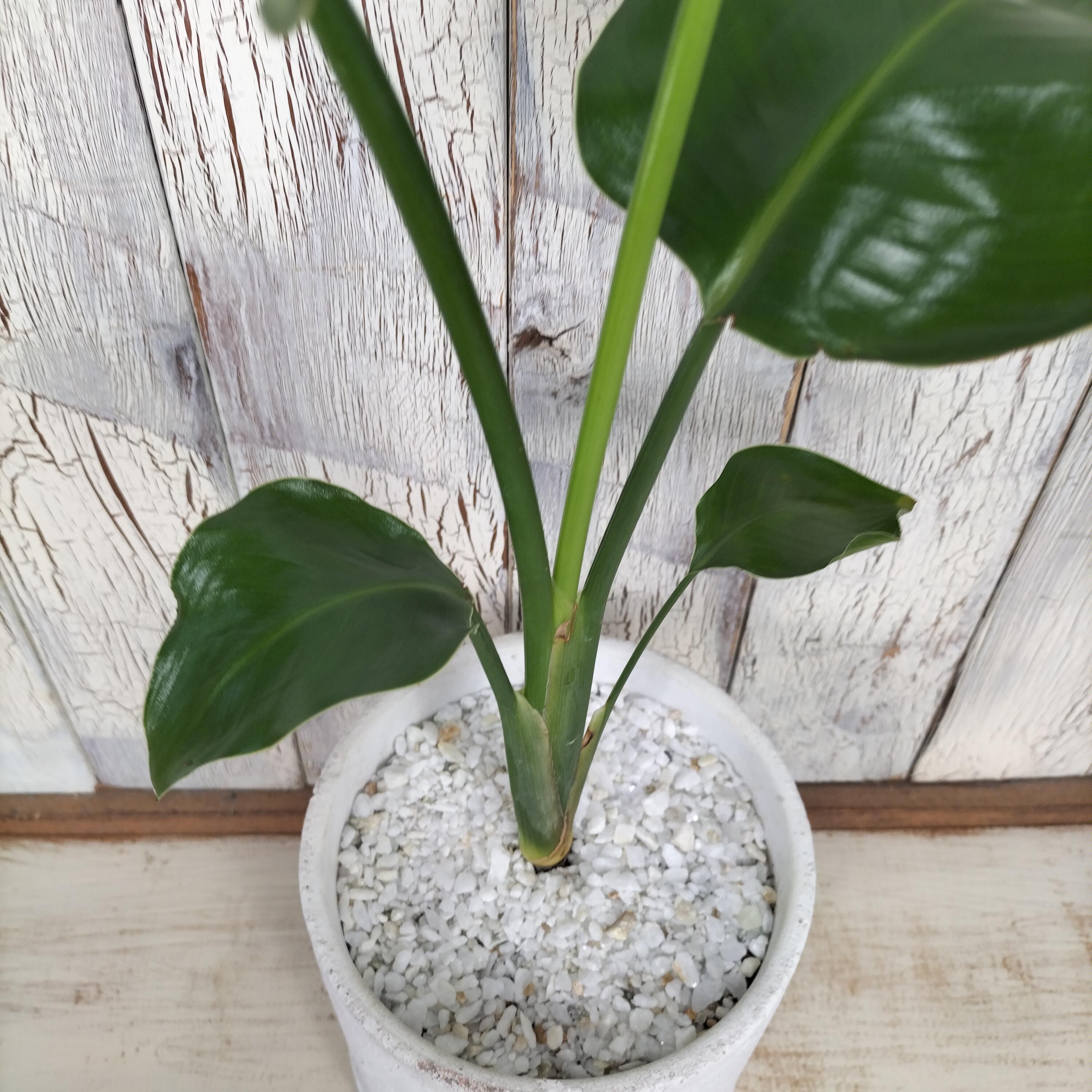 ストレリチア オーガスタ 観葉植物 | 陽華園