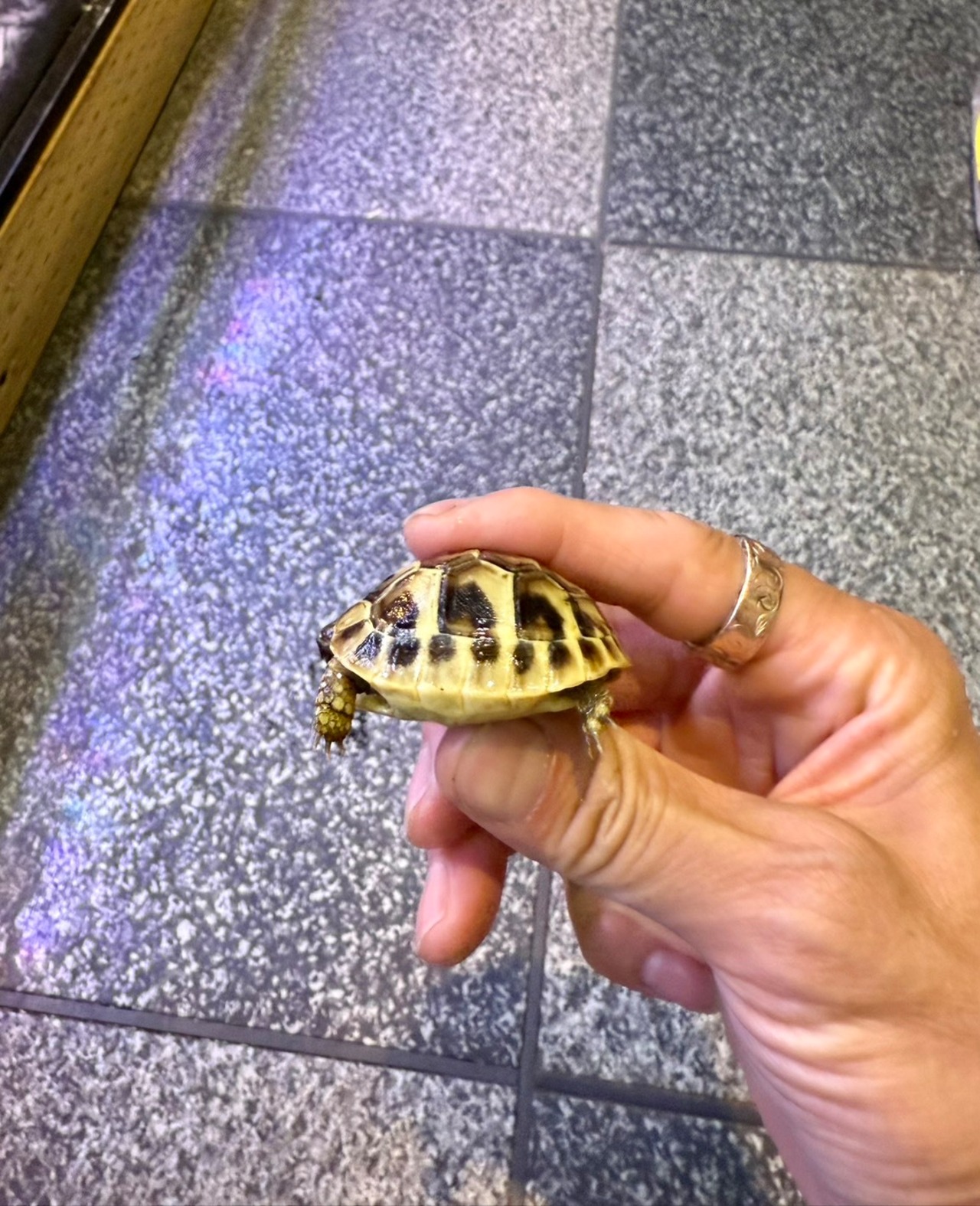 ヒガシヘルマンリクガメ・アルバニア血統（国内CB） - 3