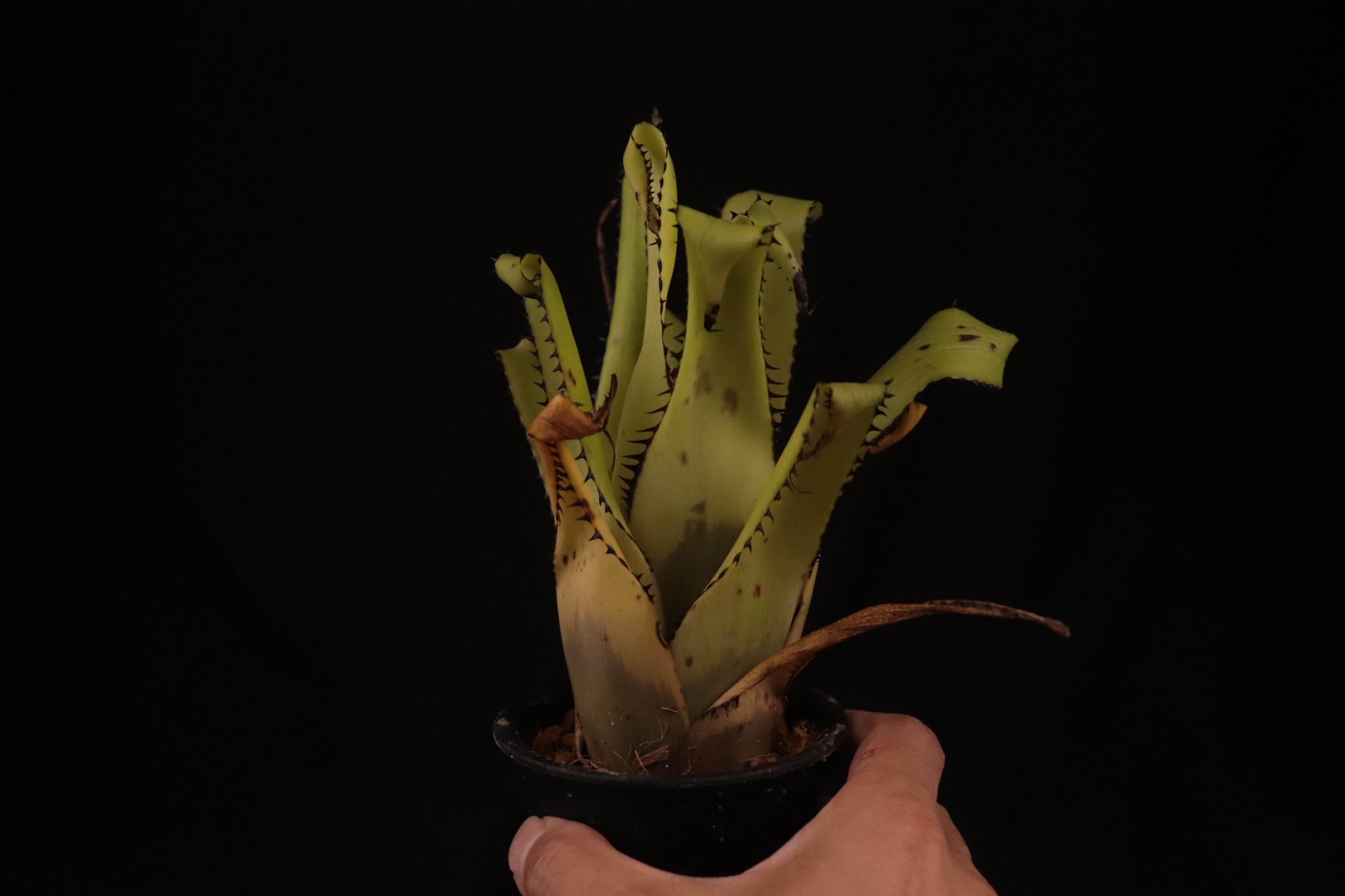 送料無料】Aechmea triangularis〔エクメア〕現品発送A0105 | plane plants