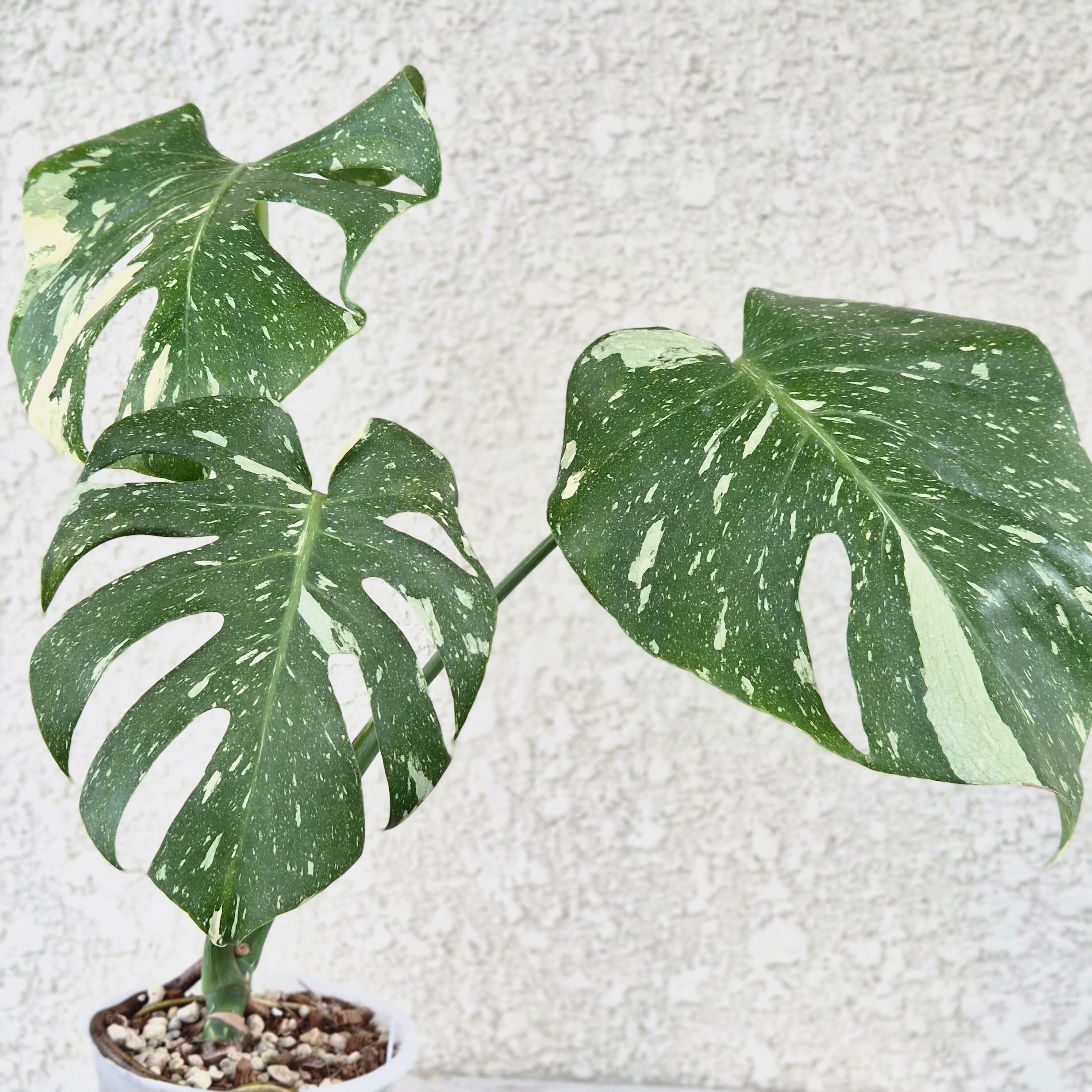 ⑥〔Monstera Thai Constellation〕モンステラデリシオーサタイコンステレーション イエローモンスター 斑入り