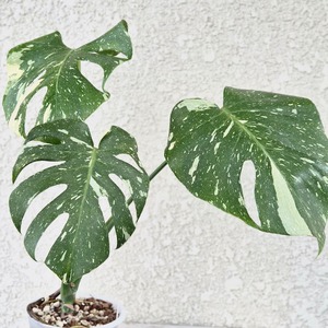⑥〔Monstera Thai Constellation〕モンステラデリシオーサタイコンステレーション イエローモンスター 斑入り