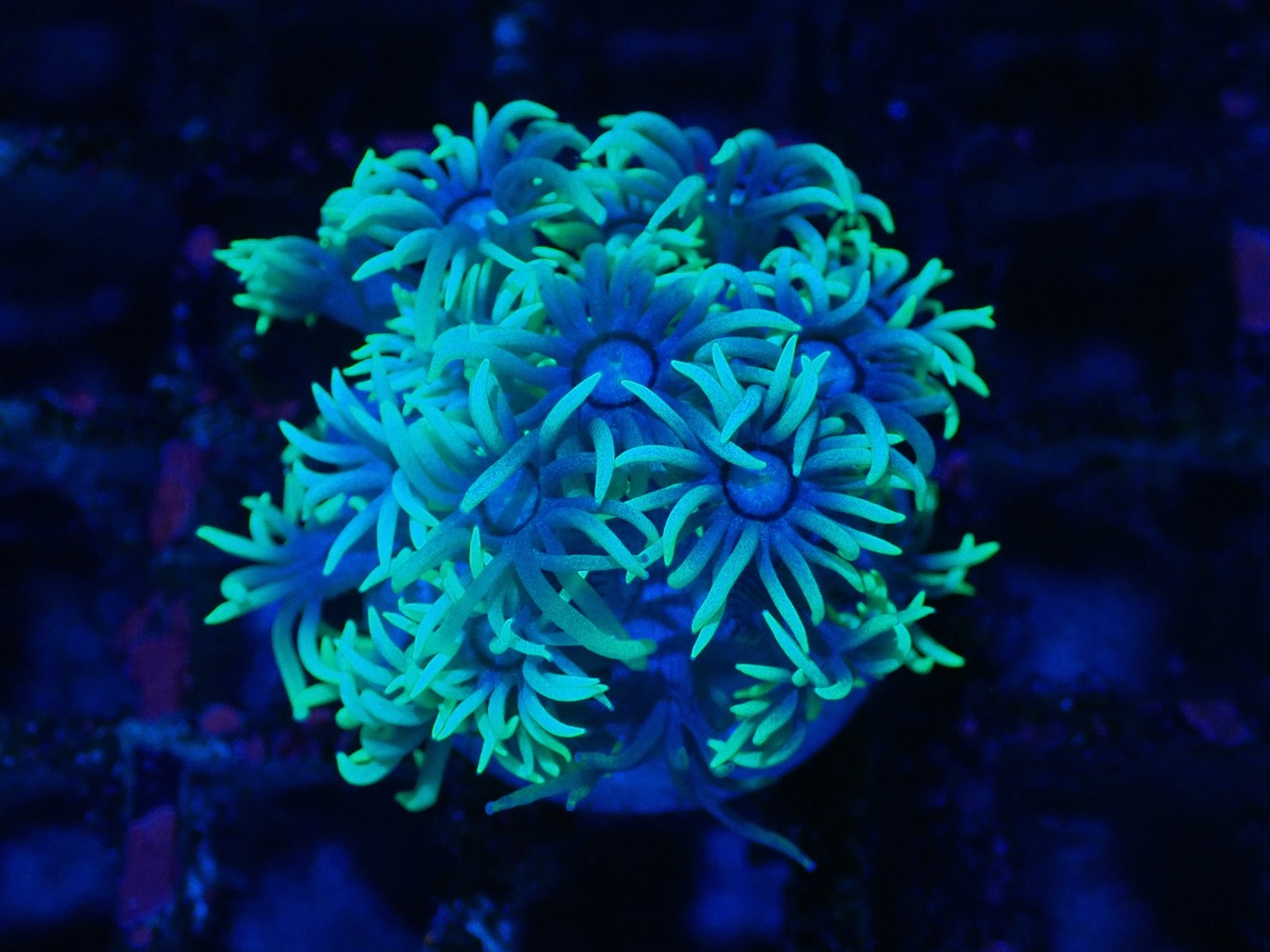 Goniopora GreenBlue FromAustralia 17