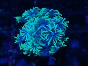 Goniopora GreenBlue FromAustralia 17