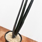 Aloe suzannae【アロエ・スザンナエ】