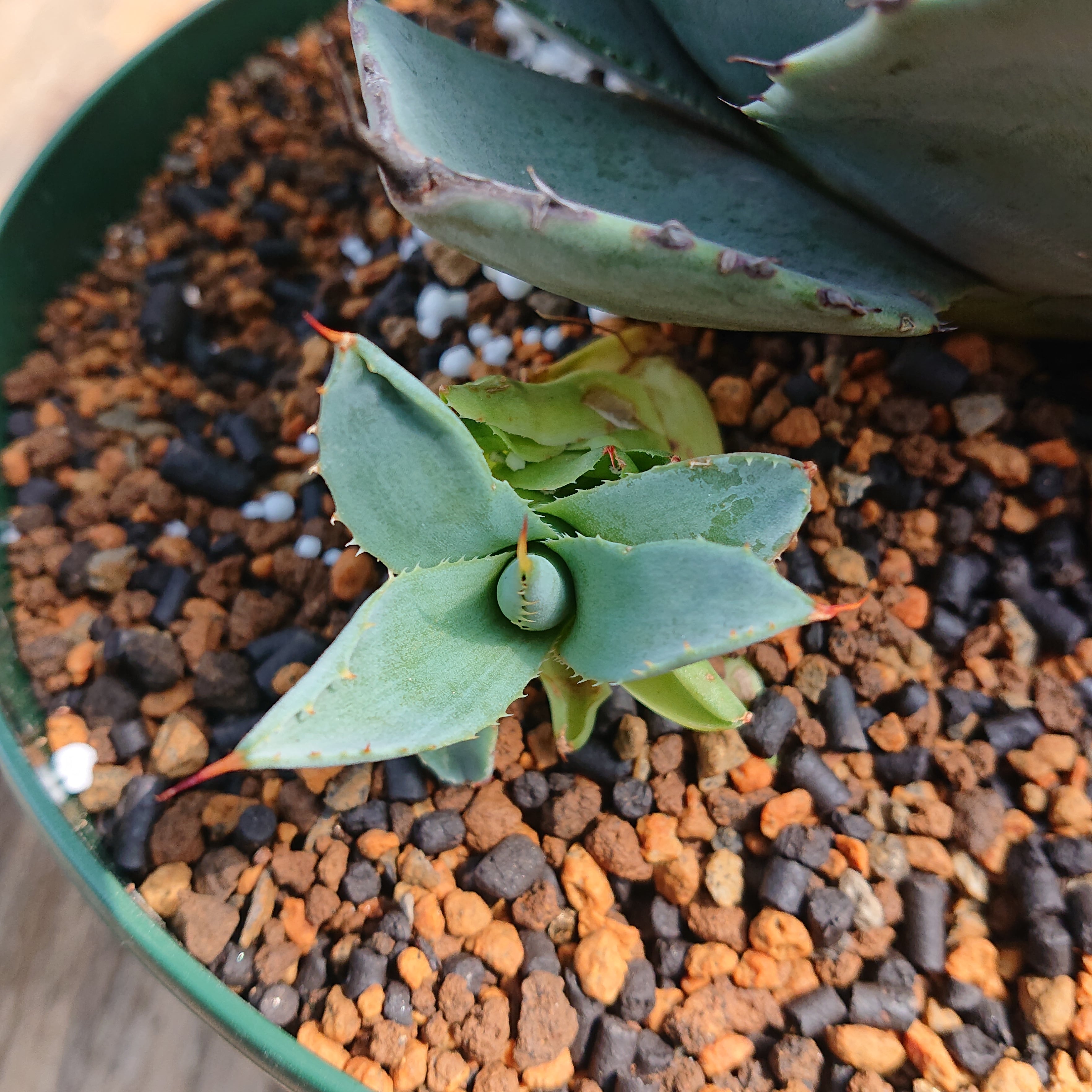 no.3 アガベ パリー トランカータ agave parryi truncata 子株付き ...