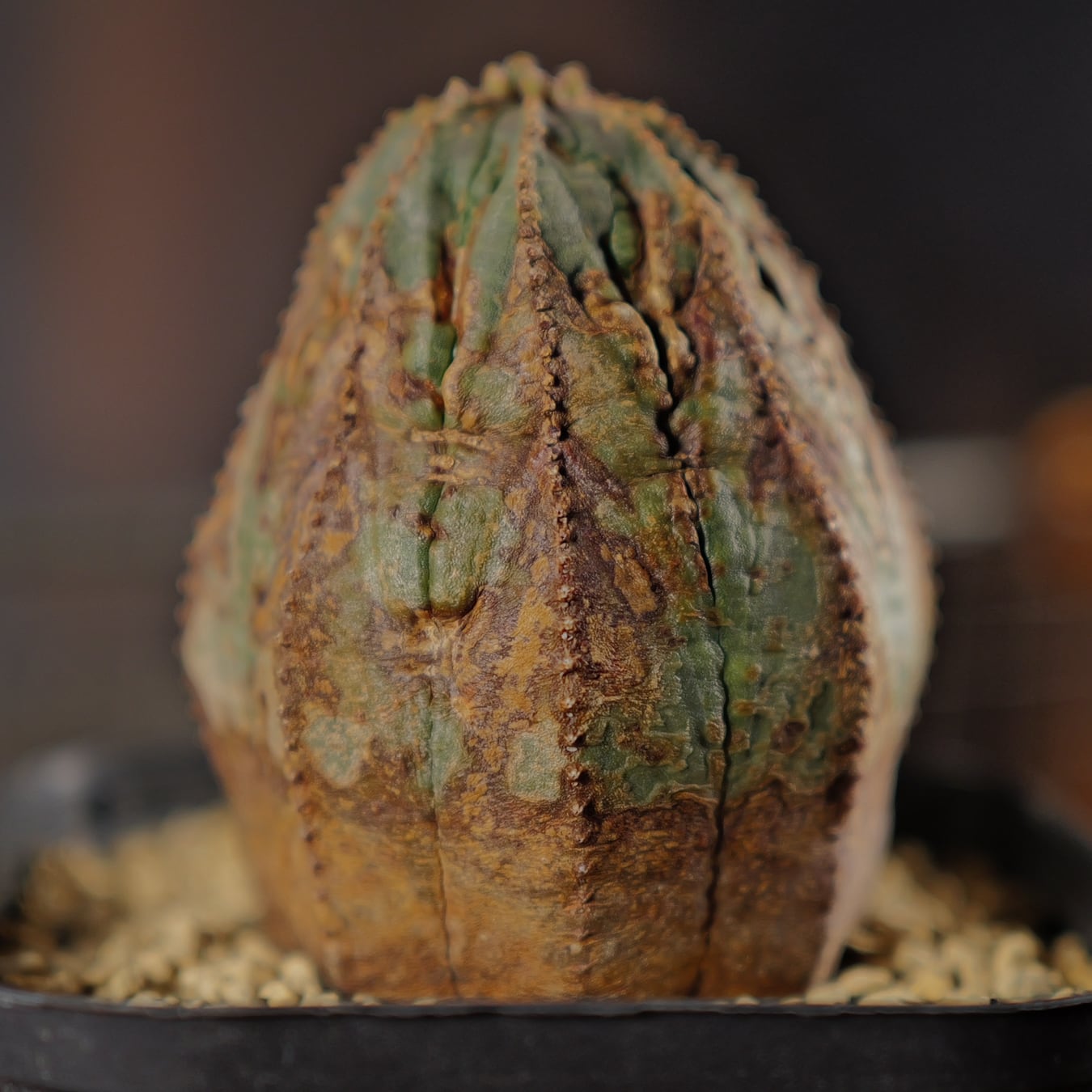 オス株 木質化 ラギット オベサ / ユーフォルビア