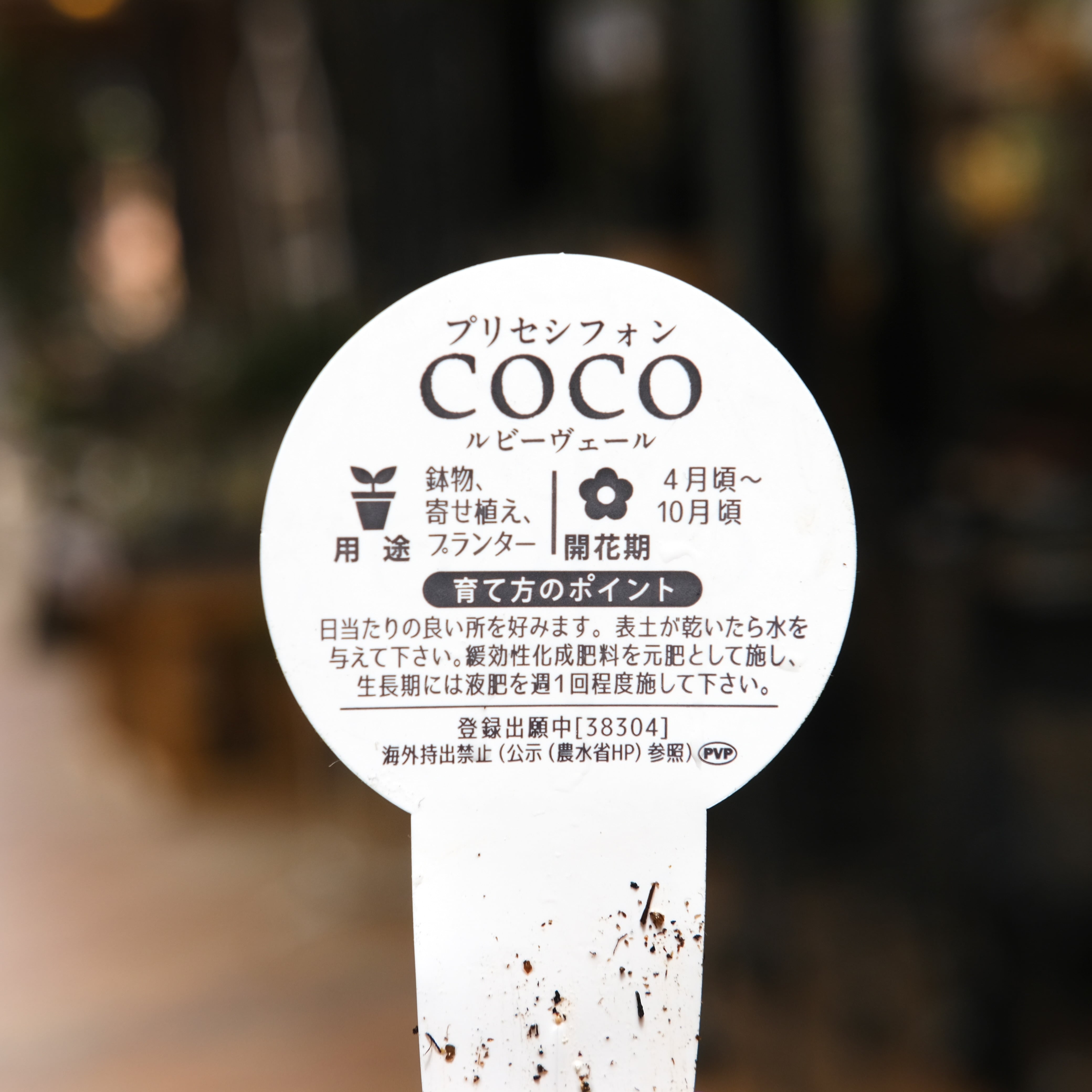 ペチュニア プリセシフォン COCO《 ルビー ヴェール 》3.5号