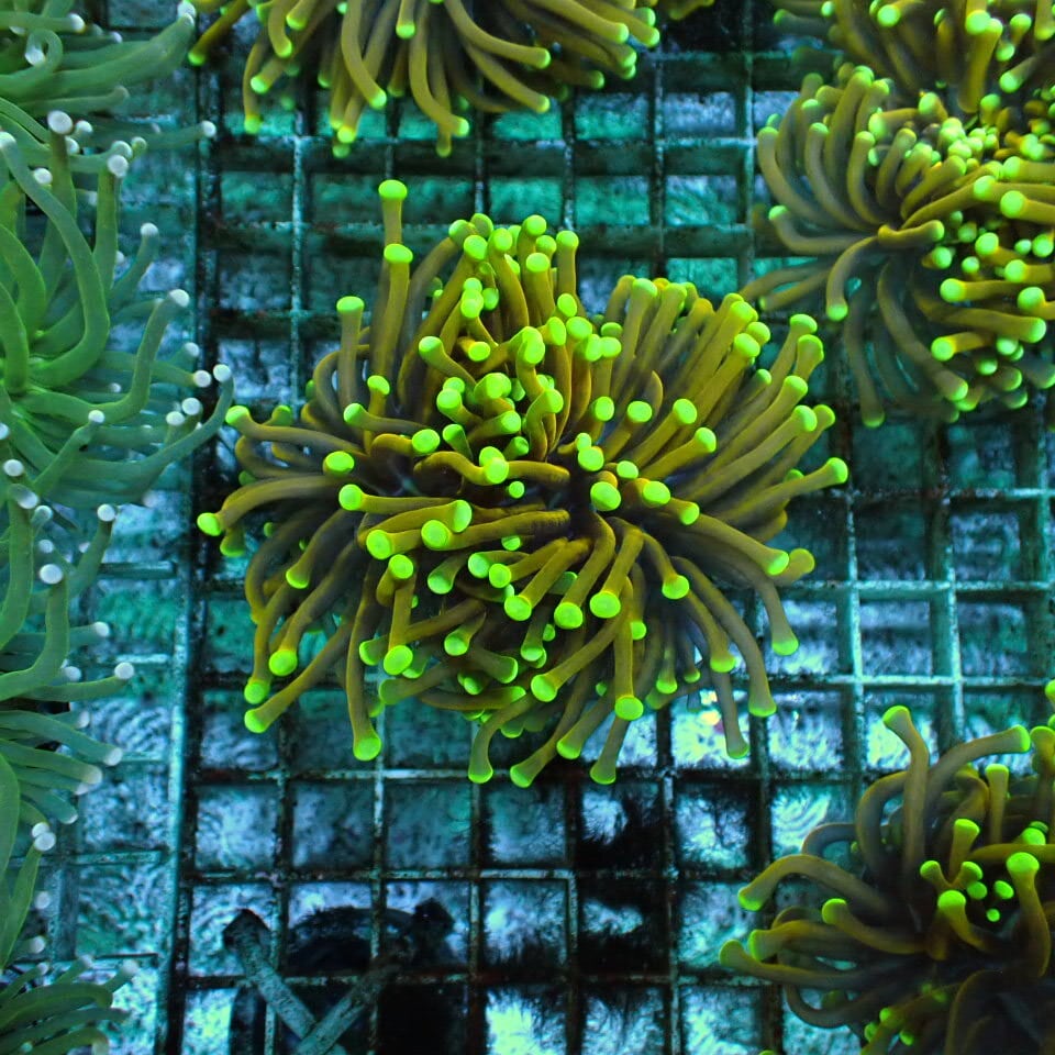 天然ライブロック Sグレード 1kg | HOUSE REEF(ハウスリーフ)サンゴ