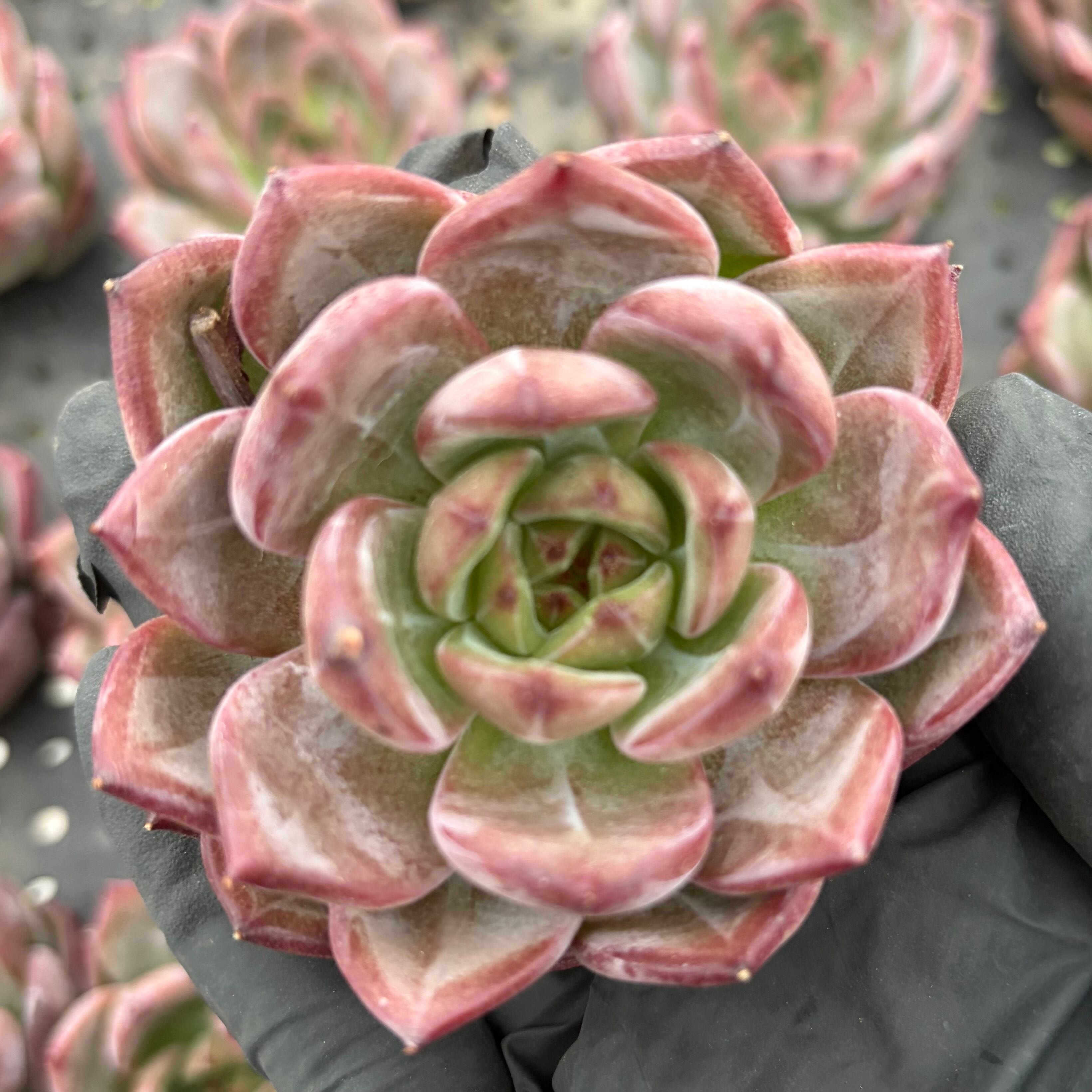 ダークアイス 多肉植物 エケベリア 安心の生産ポットそのまま販売（8