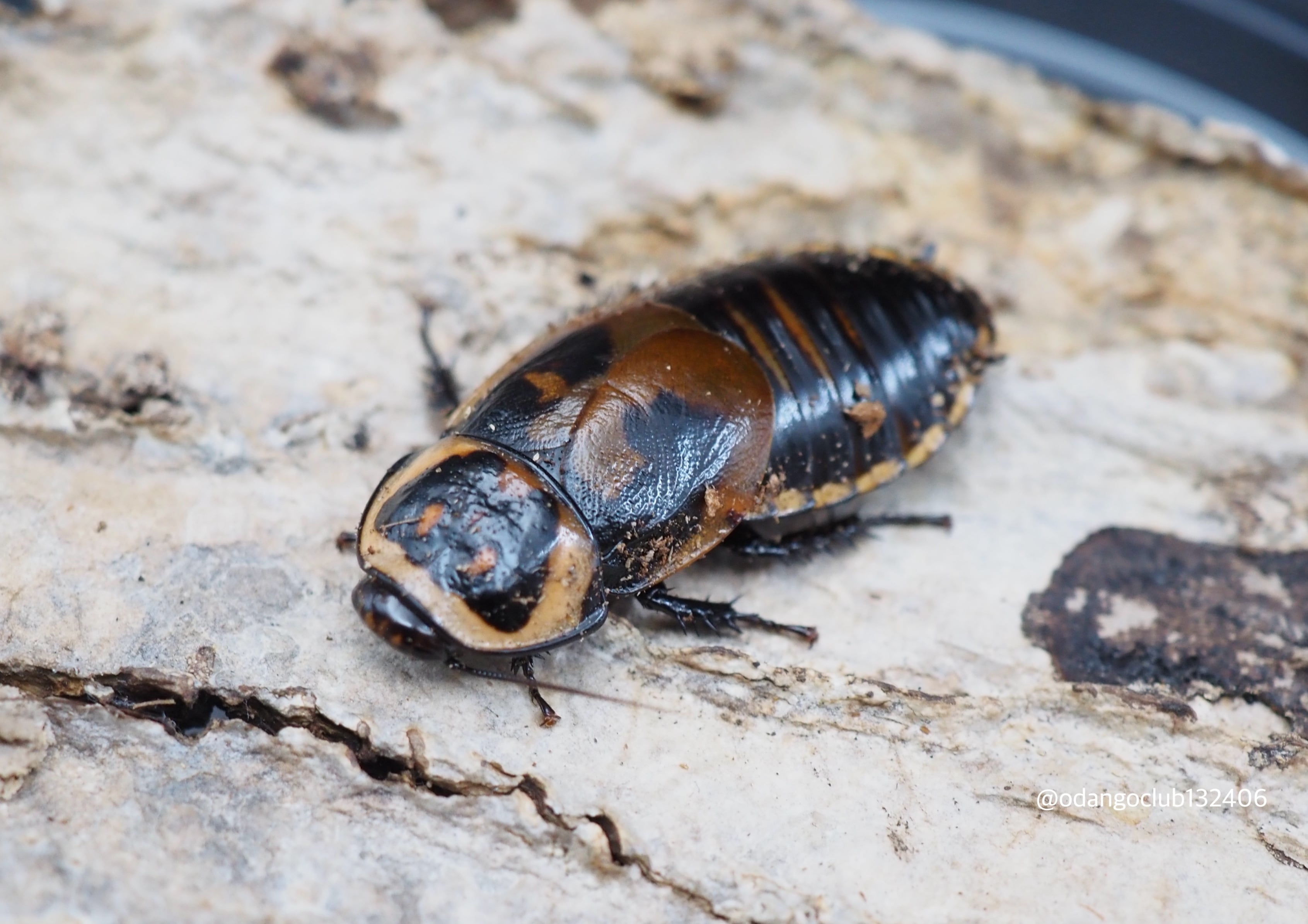 71f32bfafaa0aee715c1357393437a