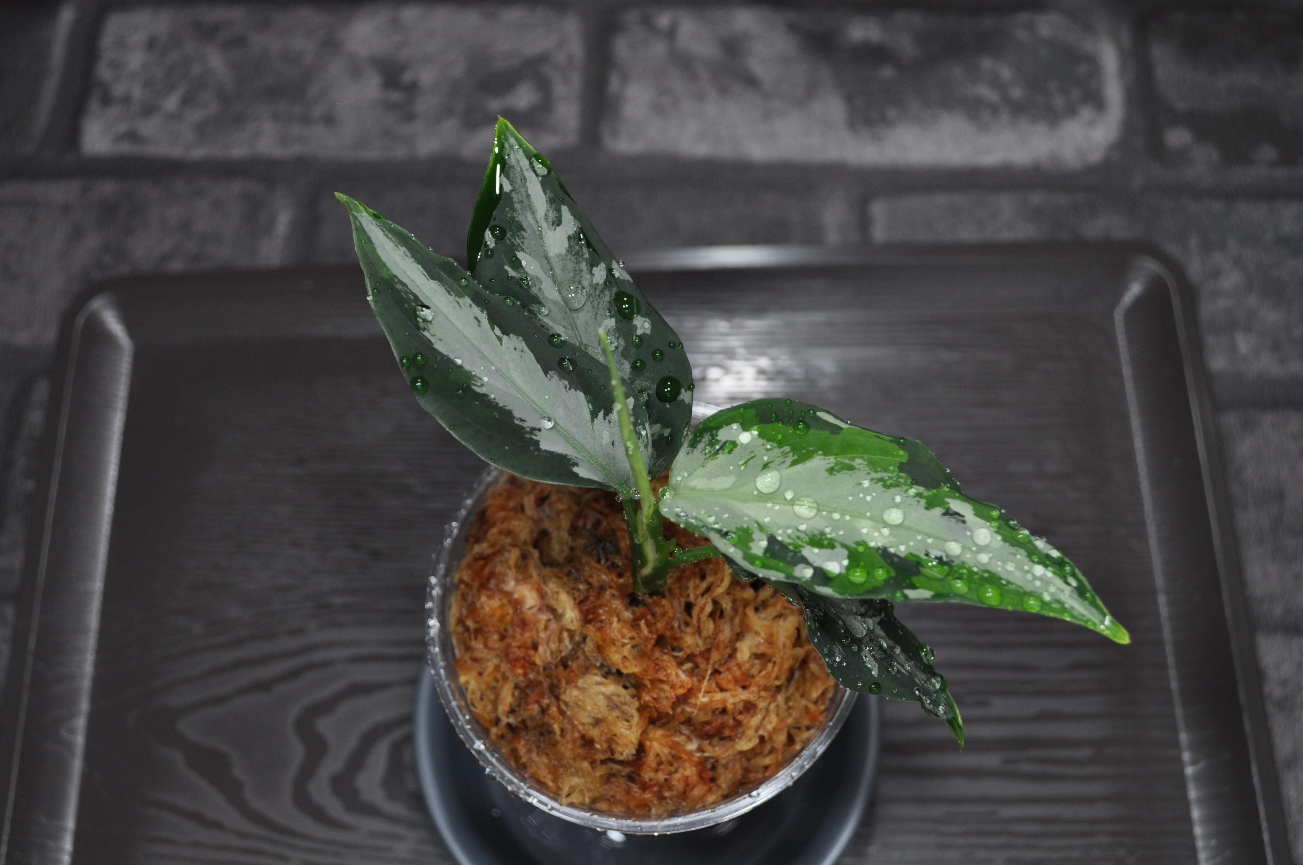 Weed】Aglaonema pictum 朝方迄限定価格【Weed】Aglaonema pictum 特価