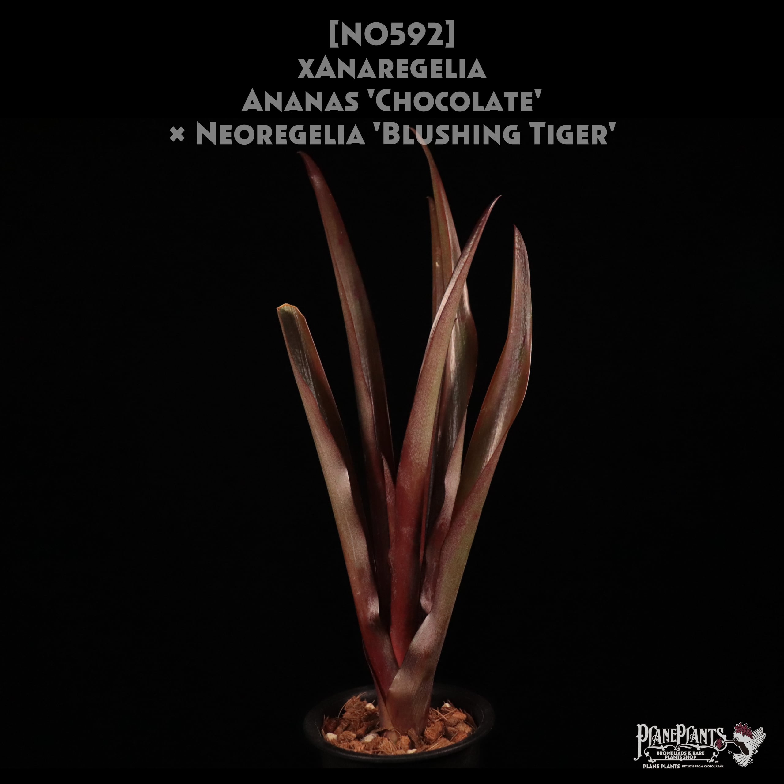 【送料無料】xAnaregelia Ananas Chocolate x N. Blushing Tiger〔アナレゲリア〕現品発送N0592