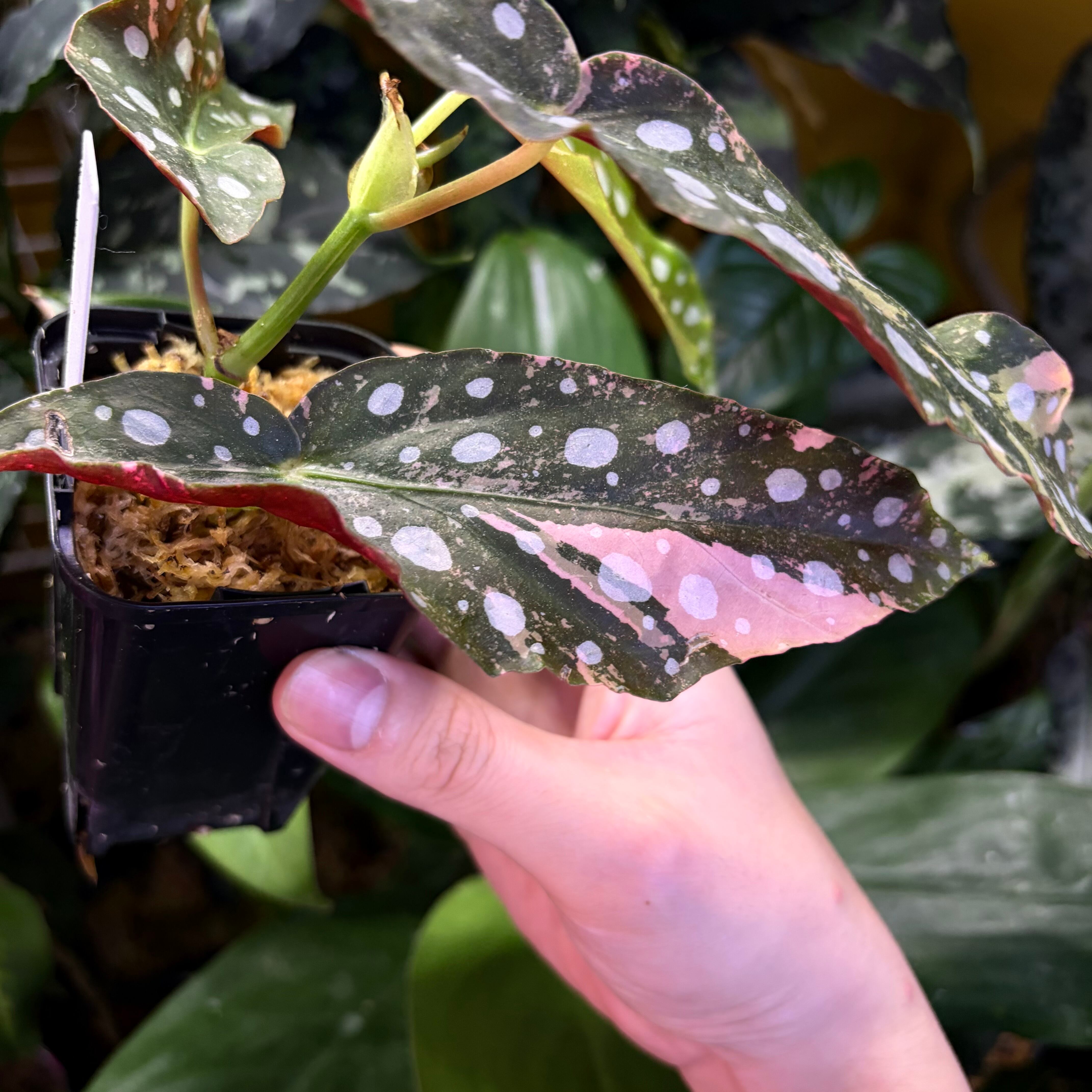 Begonia maculata 'Pink Variegated' | 熱帯雨林植物専門店 トイ吉園芸
