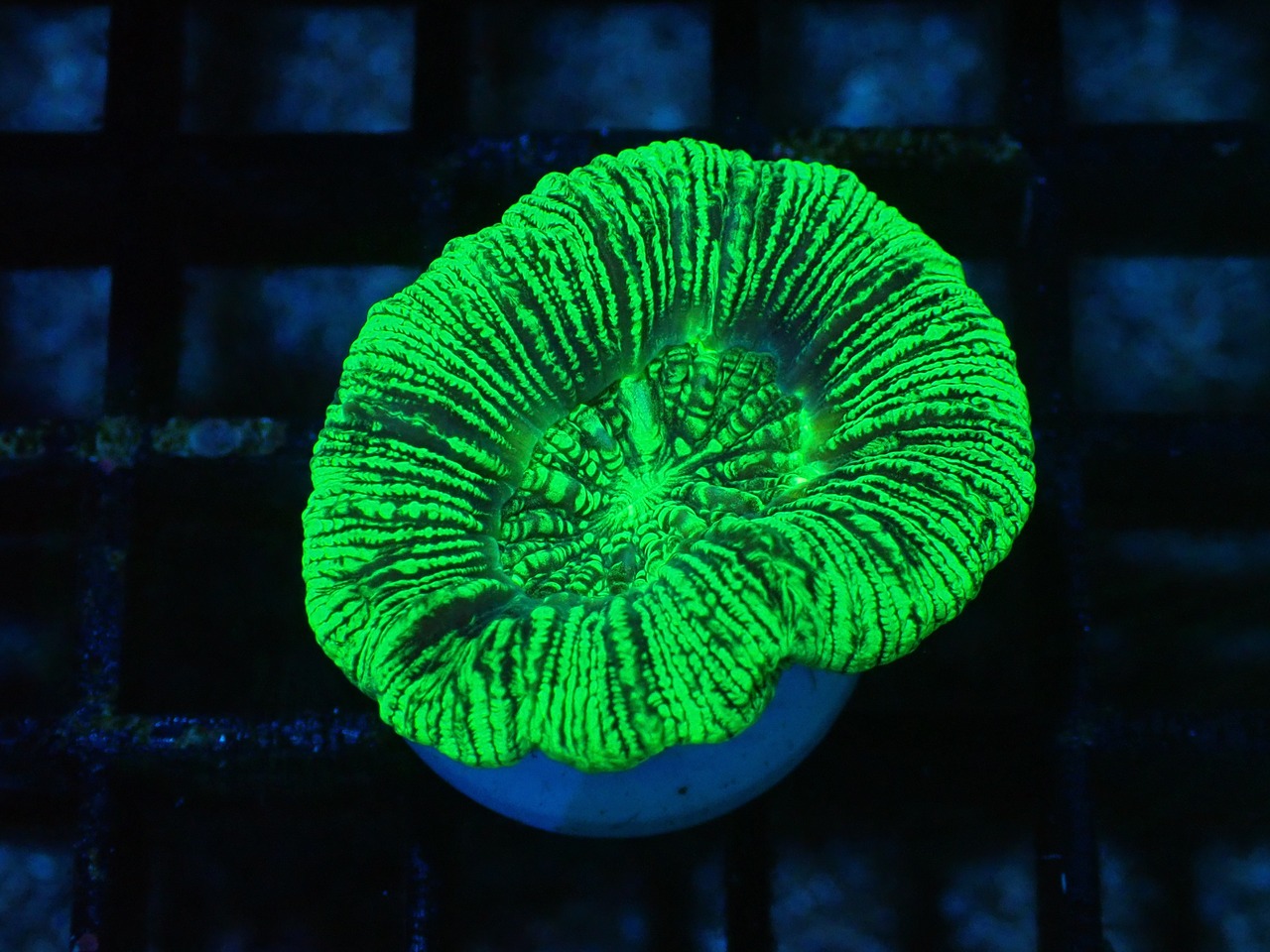 Trachyphyllia geoffroyi "Neon Stripes" 7