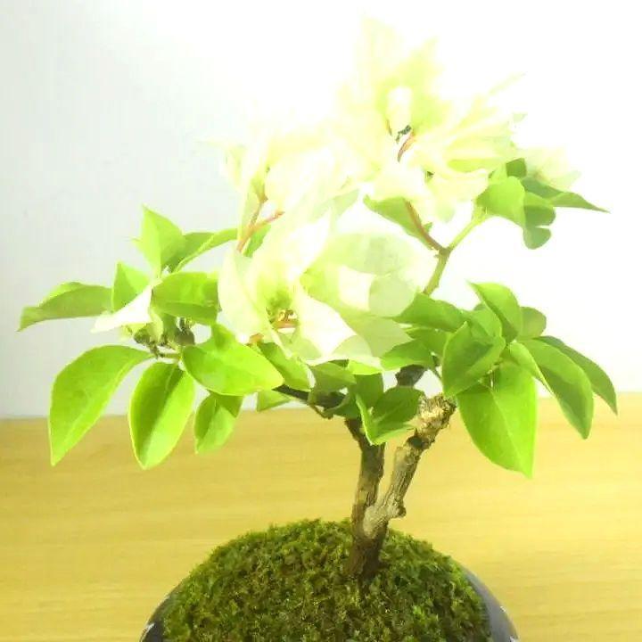 POTOCO ブーゲンビリア 陶器鉢 盆栽 花 観葉植物 かわいい 小品盆栽 苔