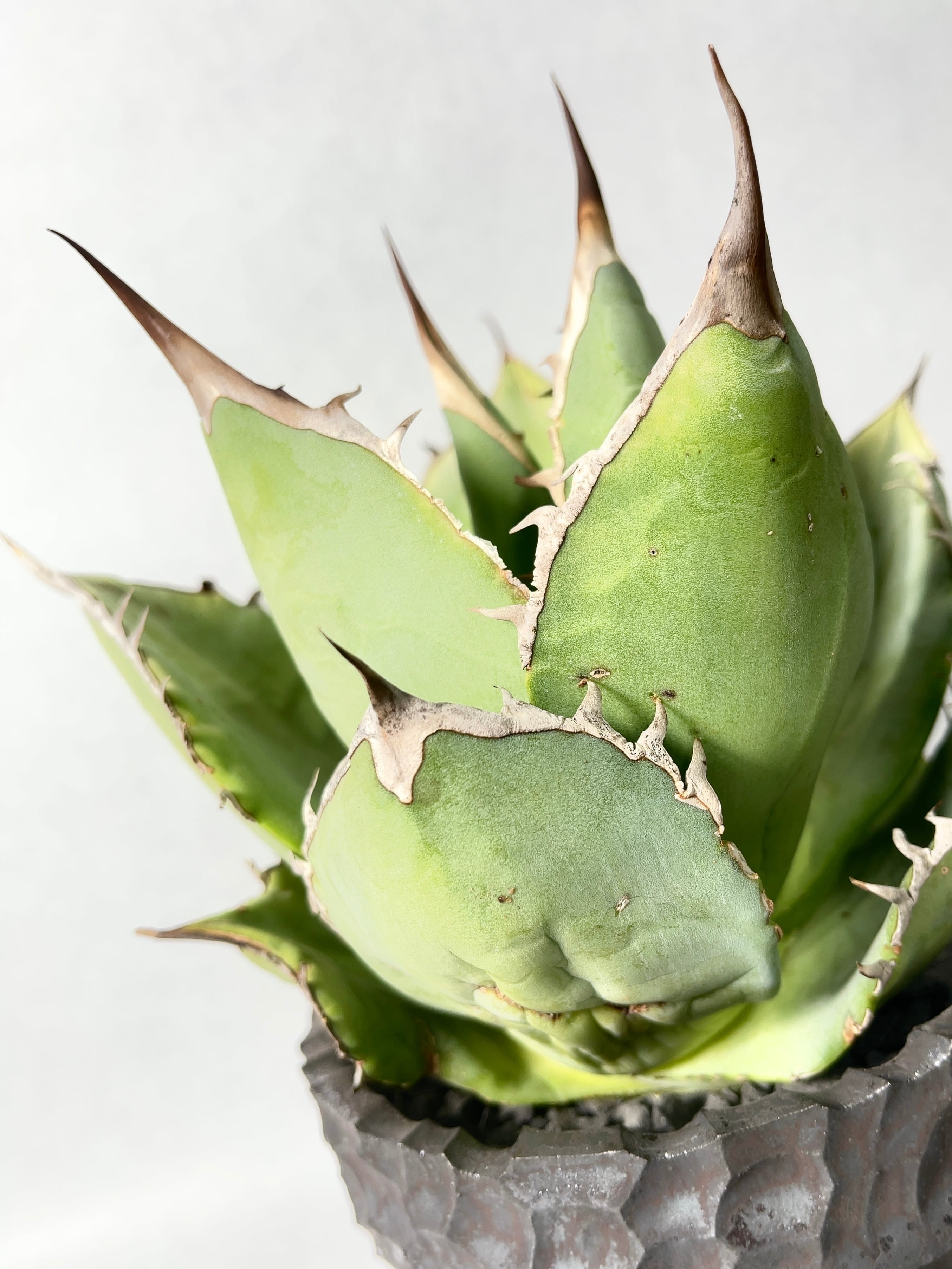 アガベ チタノタ ' 黒桃 ' (スペード) agave titanota ' 黒桃