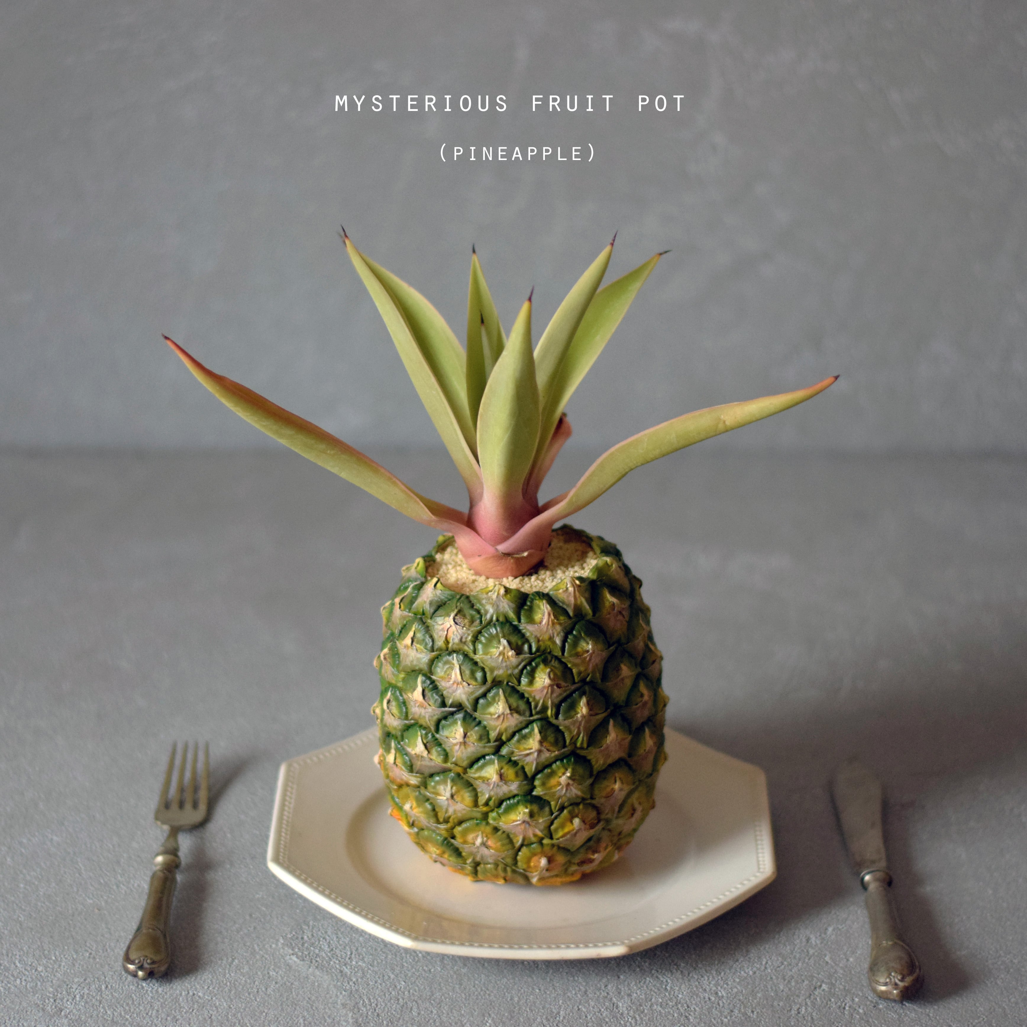 echidna fruit pot エアープランツ プランター 苺 echidna fruit pot