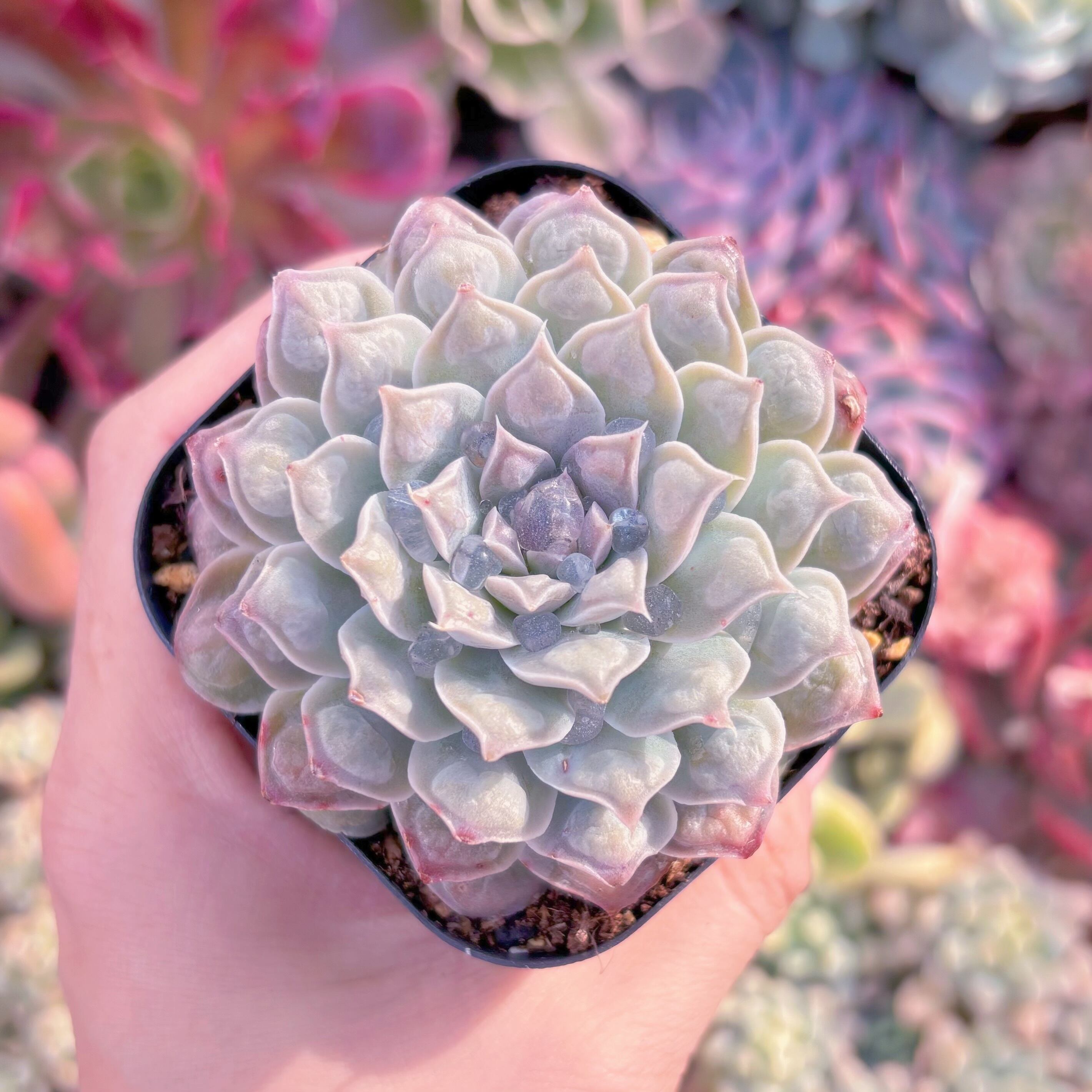 現品　ハートチョイス#2184　大苗　るる農園