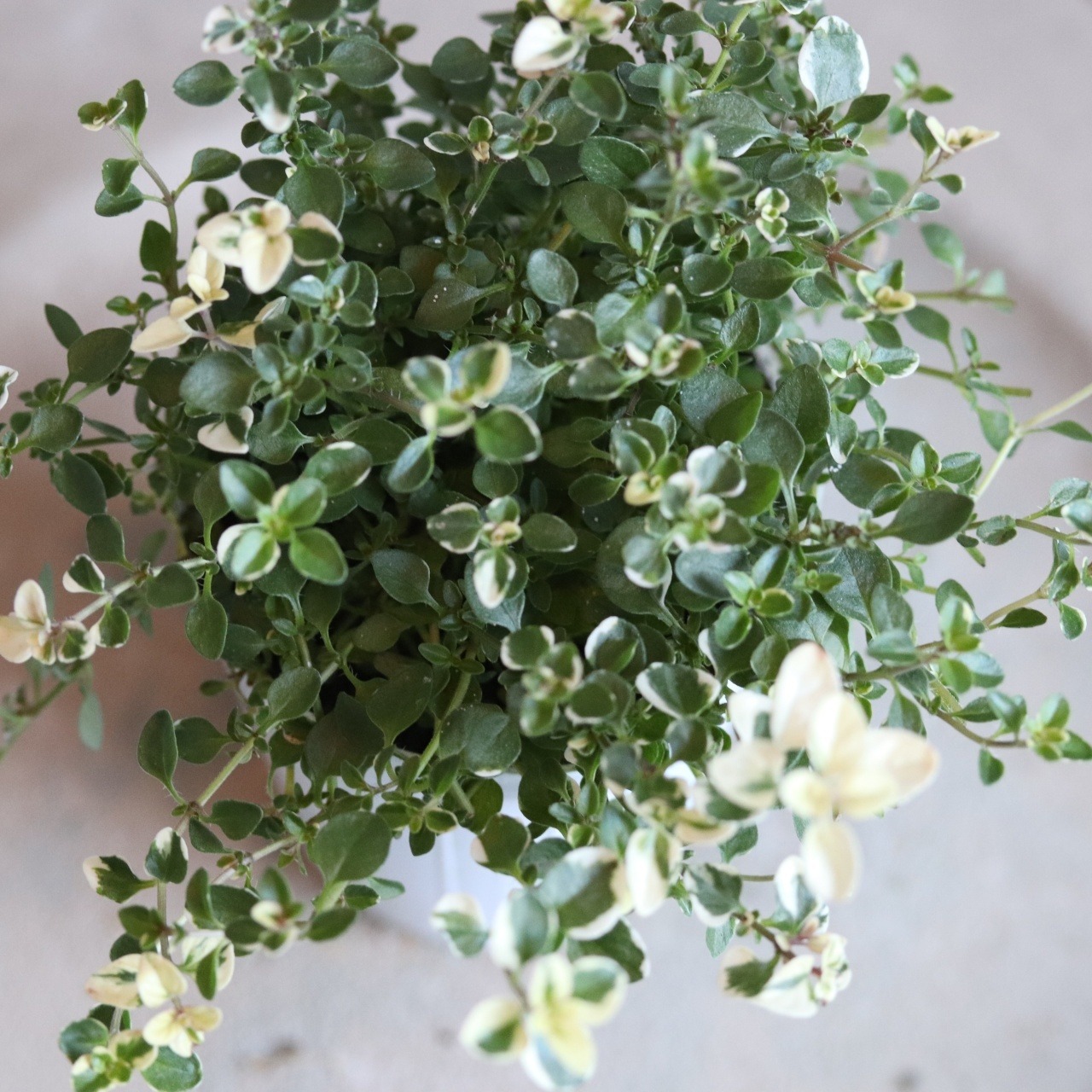 フォックスリータイム　ハーブ　宿根草　寄せ植えにオススメ　カラーリーフ　庭、花壇にオススメ　丈夫　初心者にオススメ　