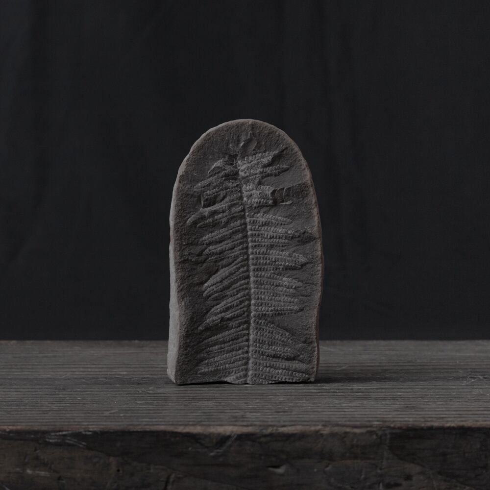 シダ種子類 化石, 古生代 4億1600万年-3億5920万年前. | olim