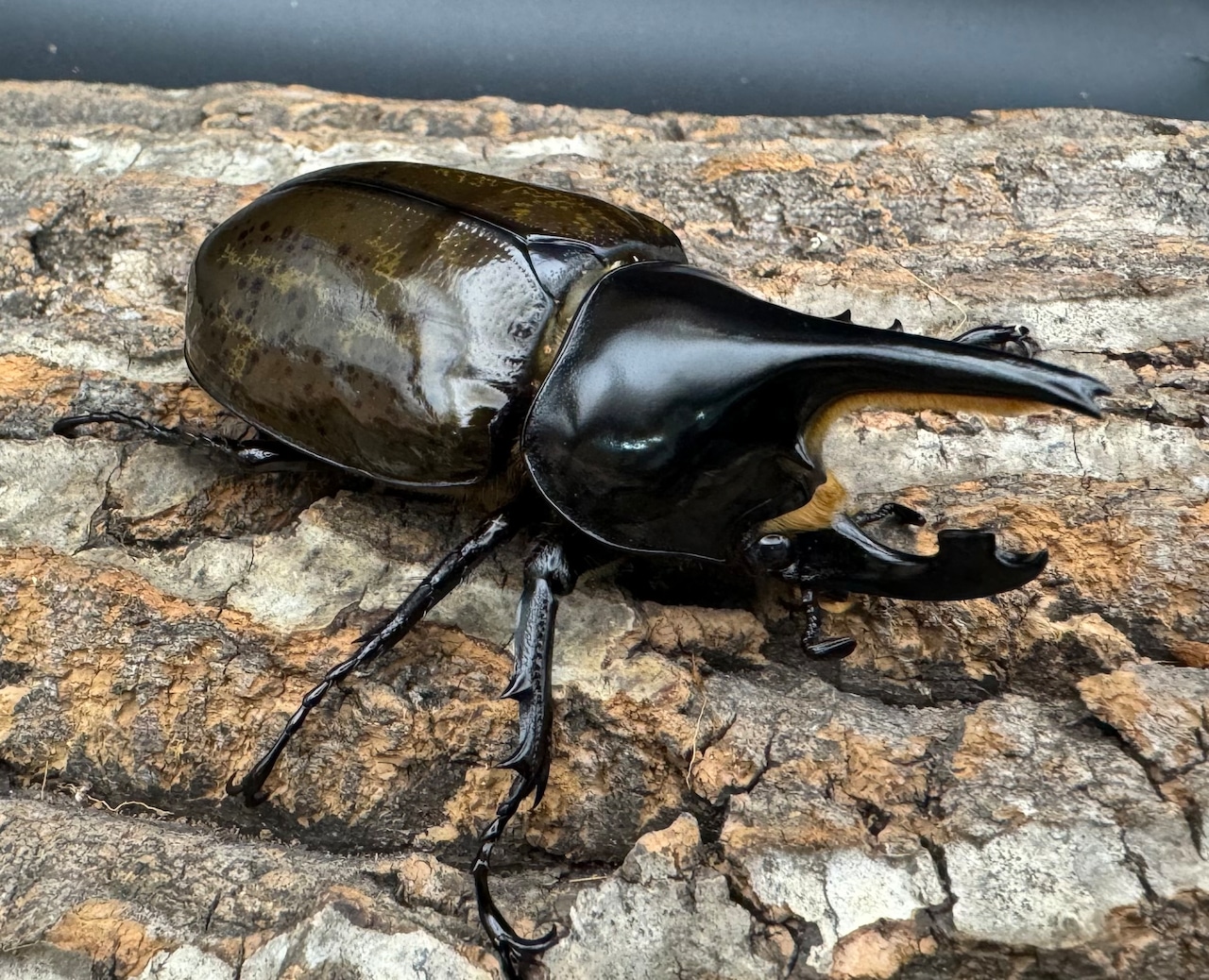 《マヤシロカブト 79mm ペア》