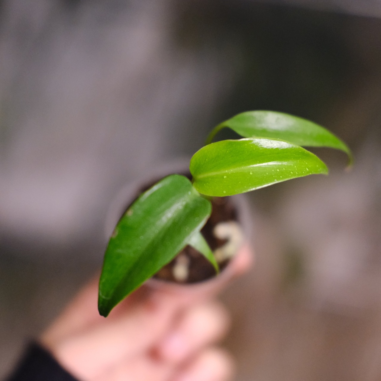 モンステラ バールマルクスフレーム / Monstera 'Burle Marx's Flame⑤