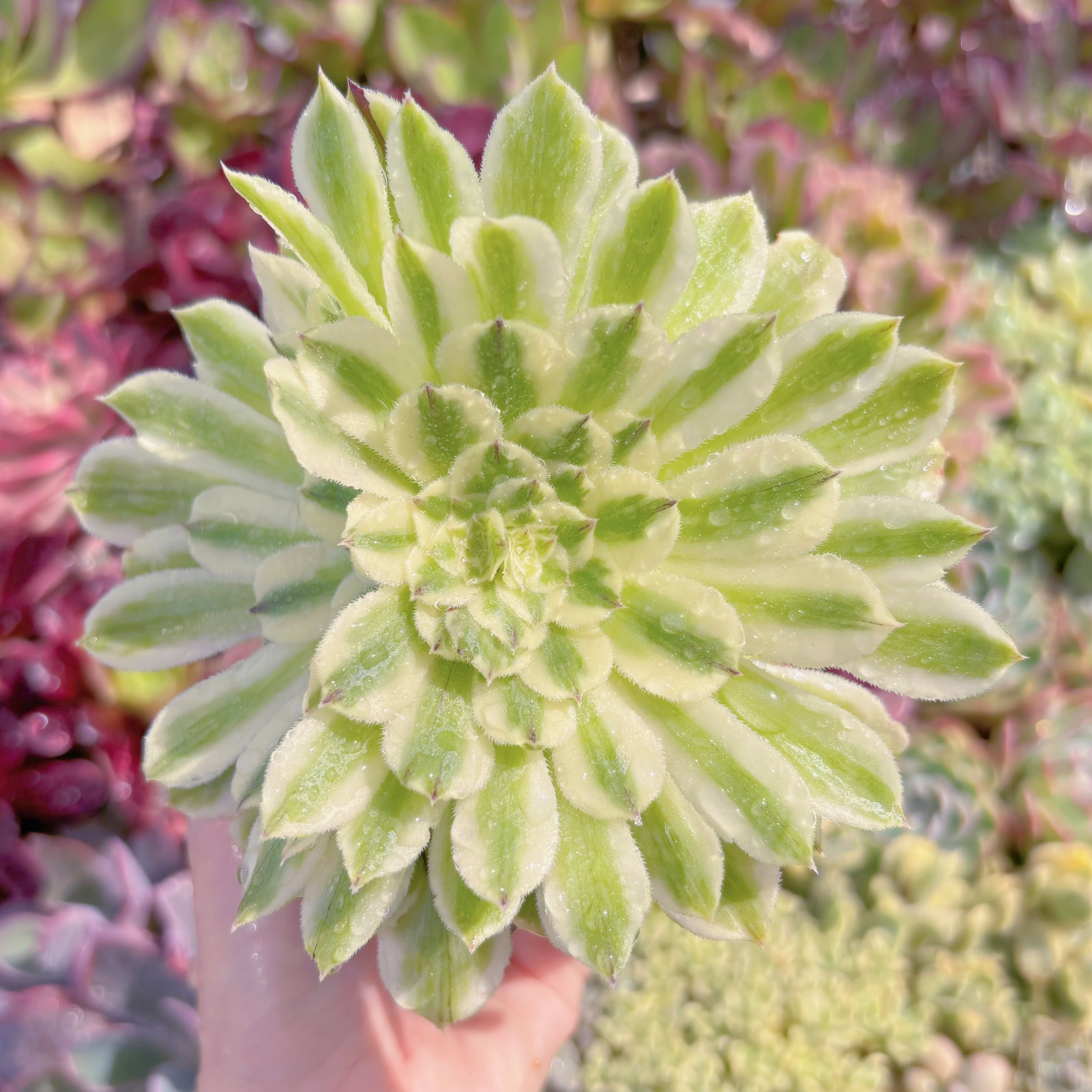 現品　碧浪#F007　るる農園