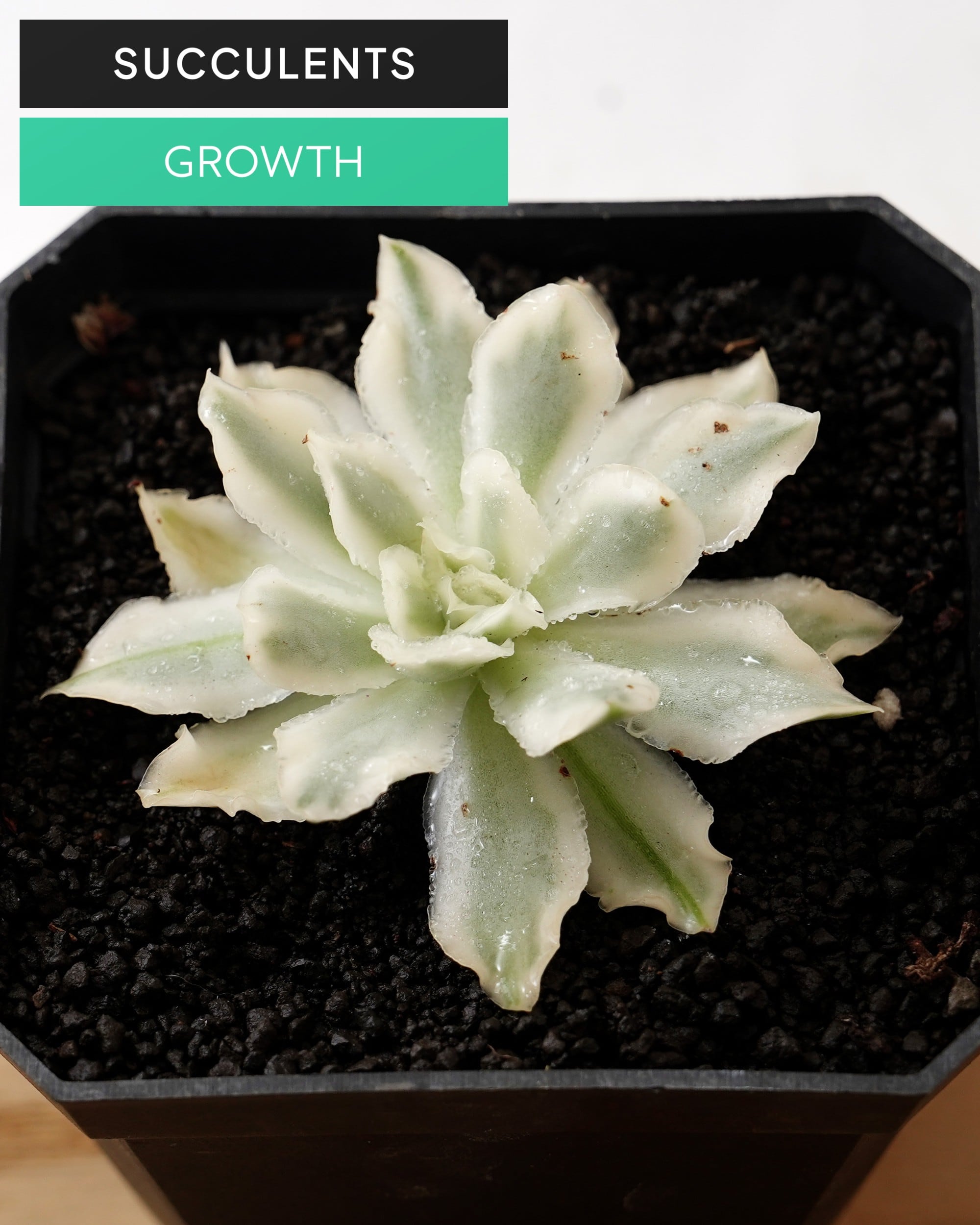 斑入り | PUKUBOOK SUCCULENTS