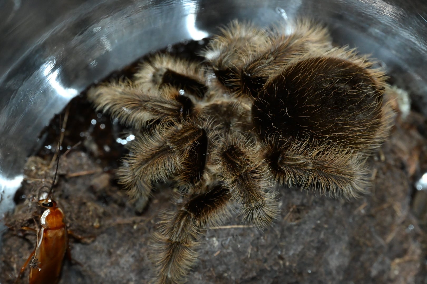 Theraphosidae sp. Sevilla タランチュラ | ss商店